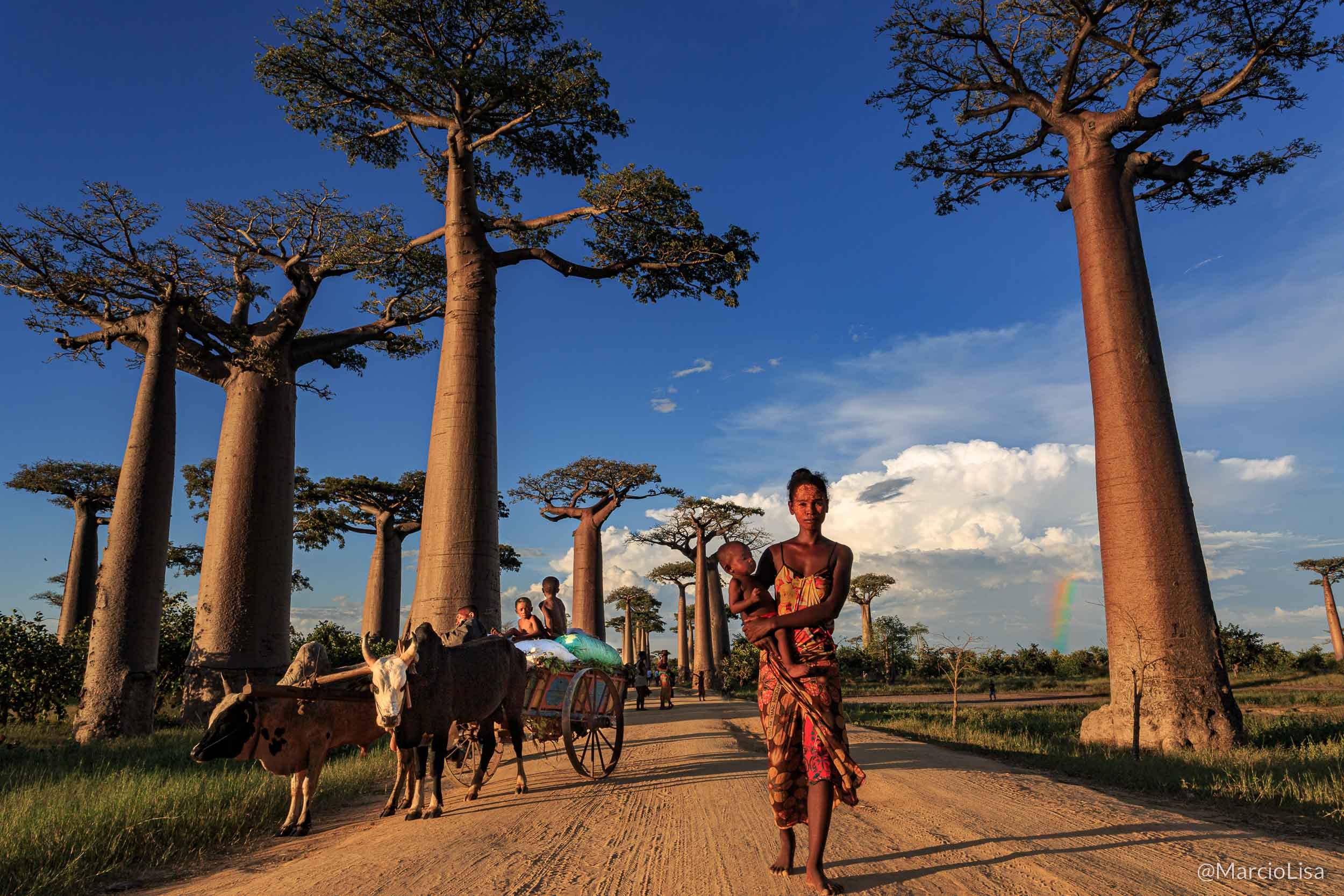 Avenida dos Baobás, Madagascar