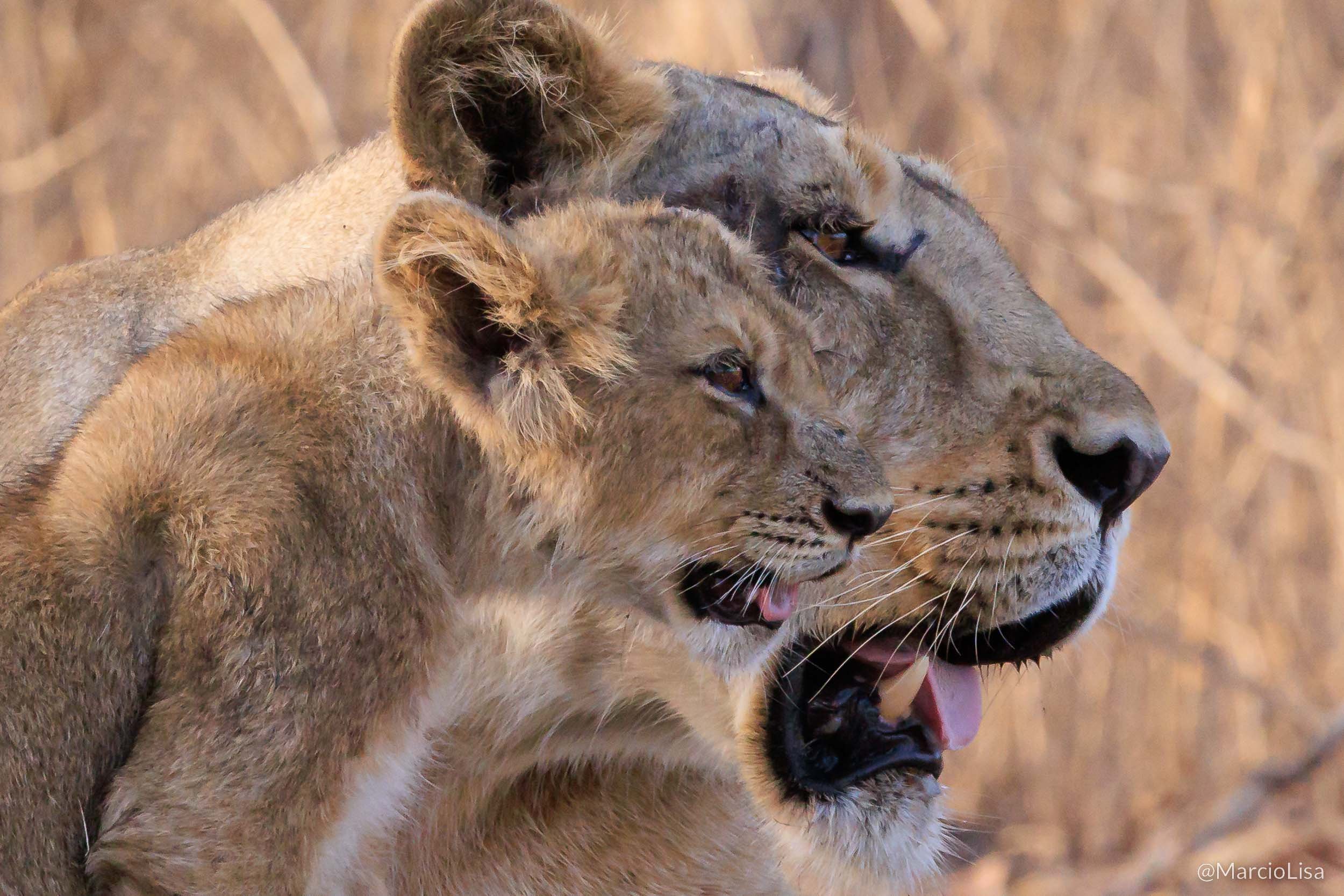 Leões-asiáticos, Parque nacional de Sasan Gir, Índia