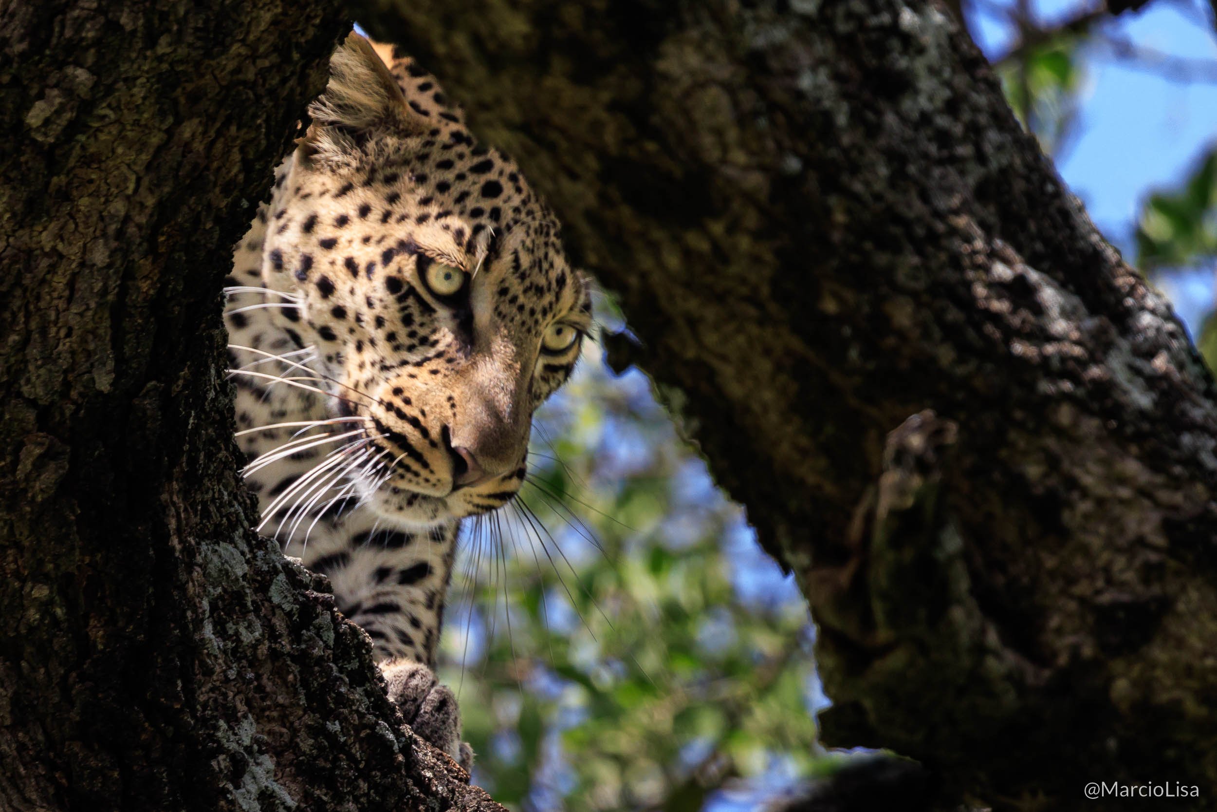 Leopardo no Serengeti, Tanzânia