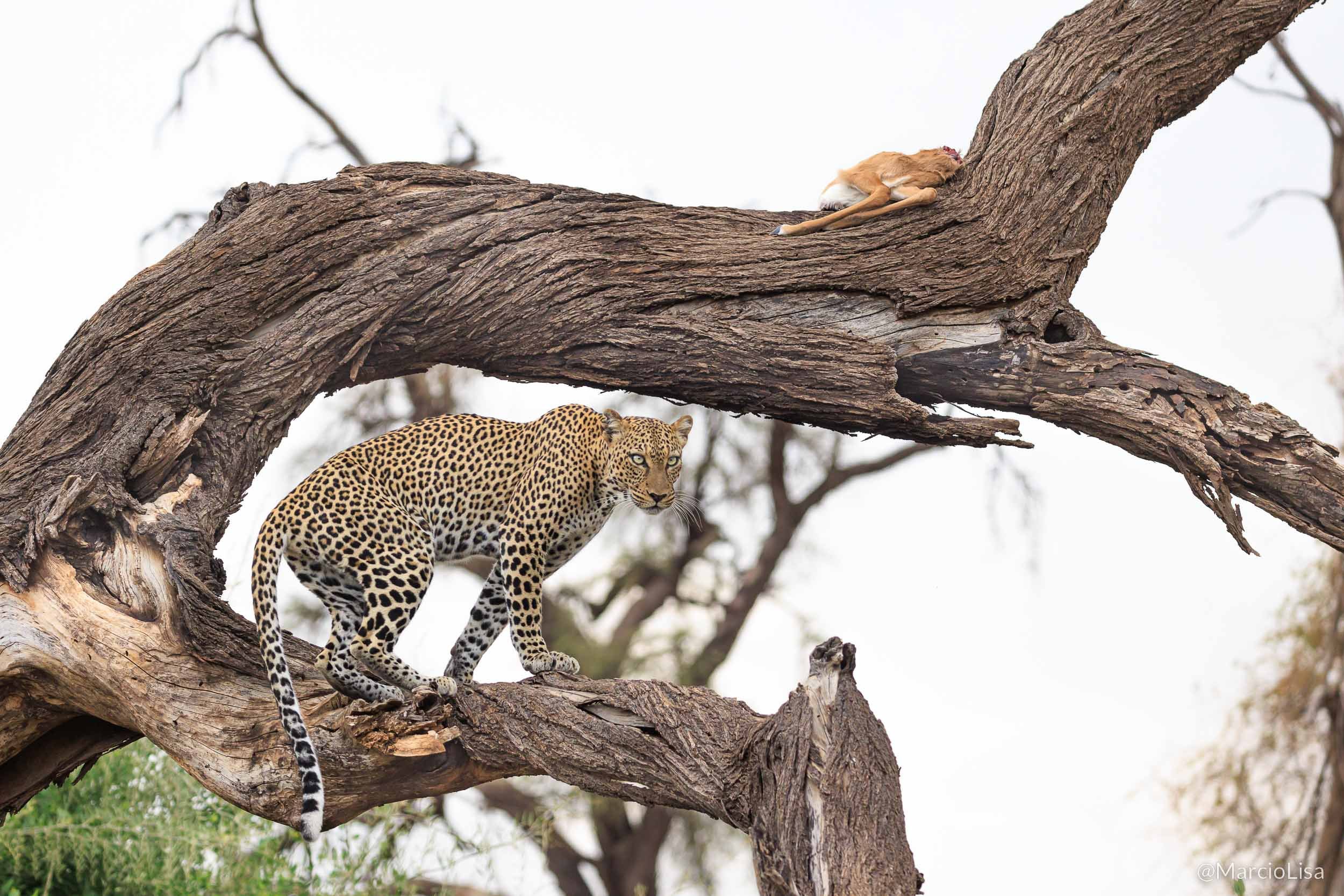 Leopardo no Masai Mara, Quênia