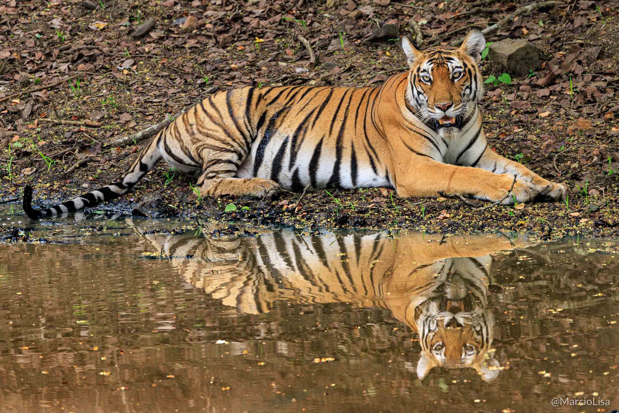 Tigre-de-bengala, Índia