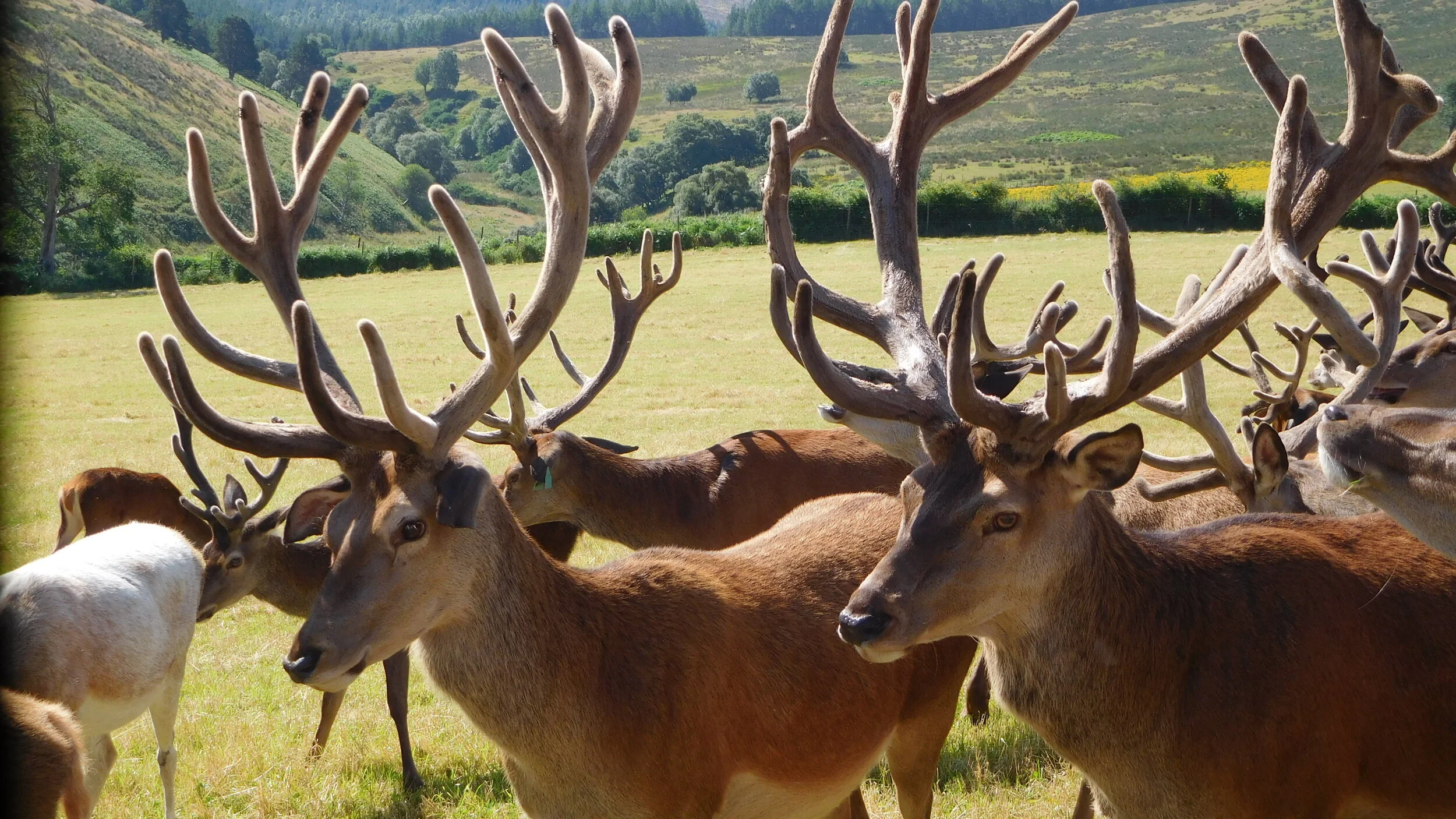 Red Deer — Wild Farm