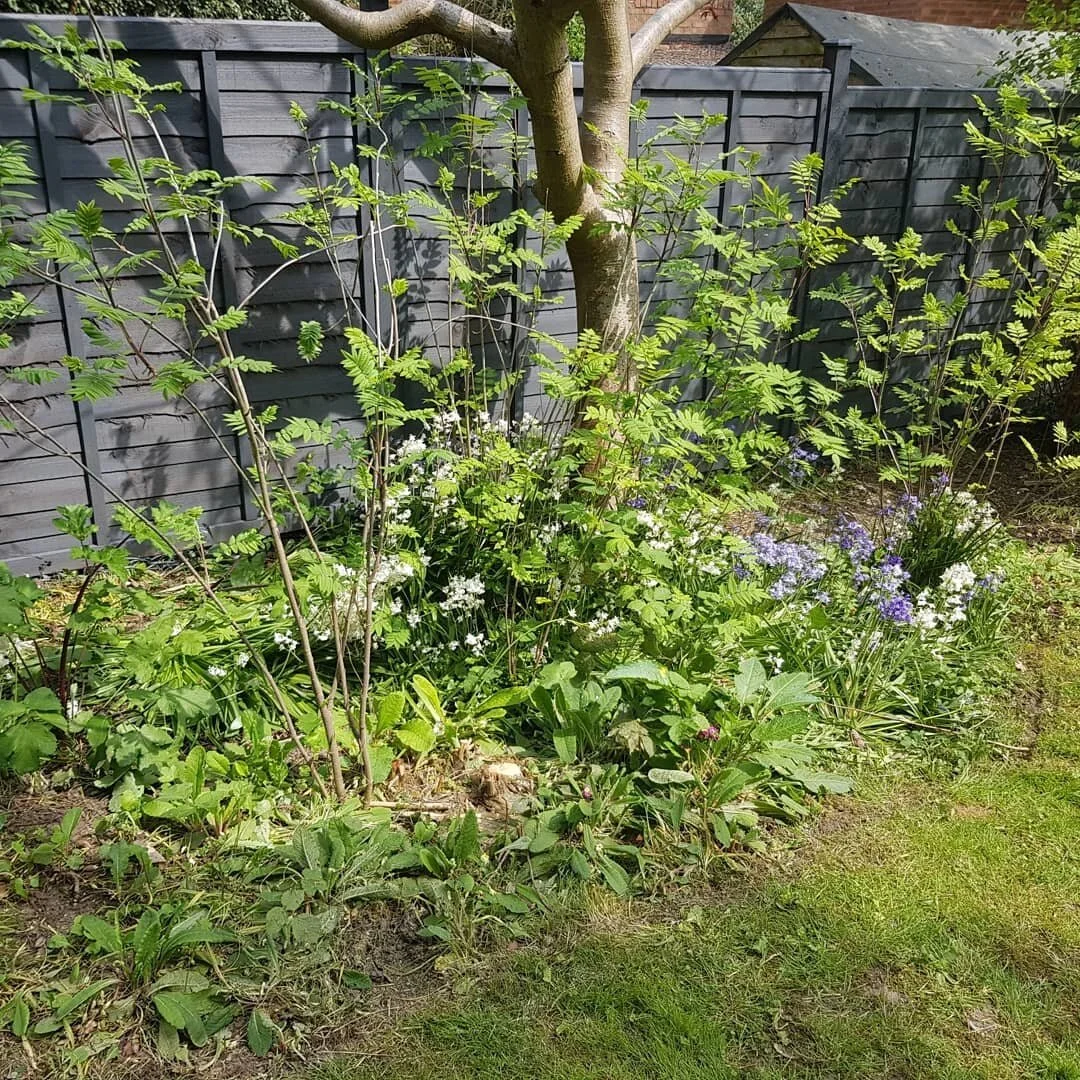 What colour is your fence? Foliage contrasts well......the cuprinol silver birch colour makes the green appear more vibrant.

Great time of year to paint the fence before the plants get too big.

Used Festool dust extracting orbital sander to prepare
