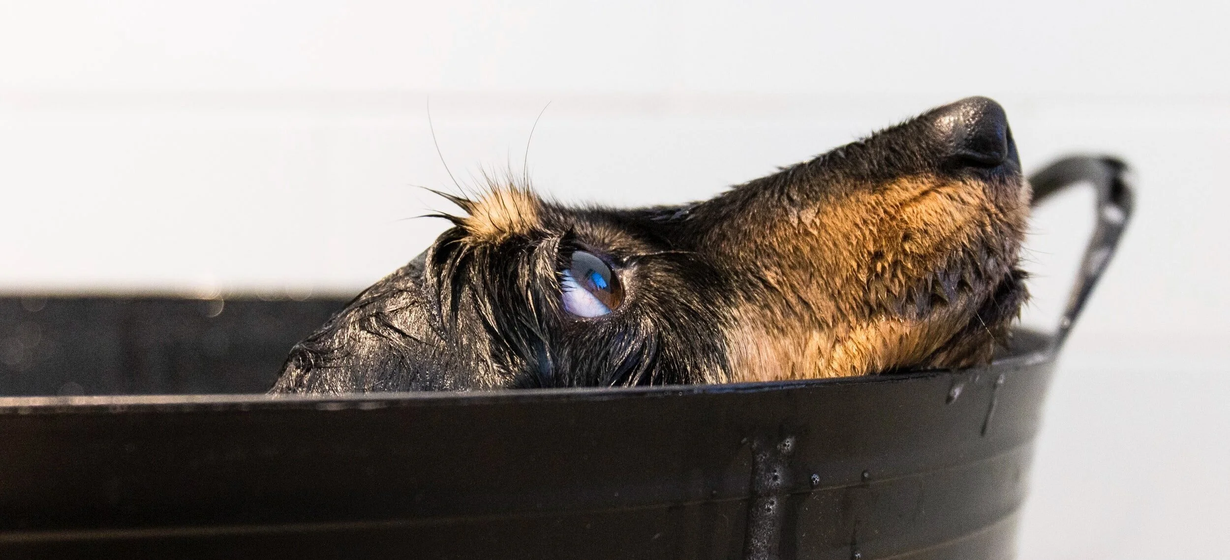 Dolly's Grooming & Dog Wash in Mt. Juliet, TN