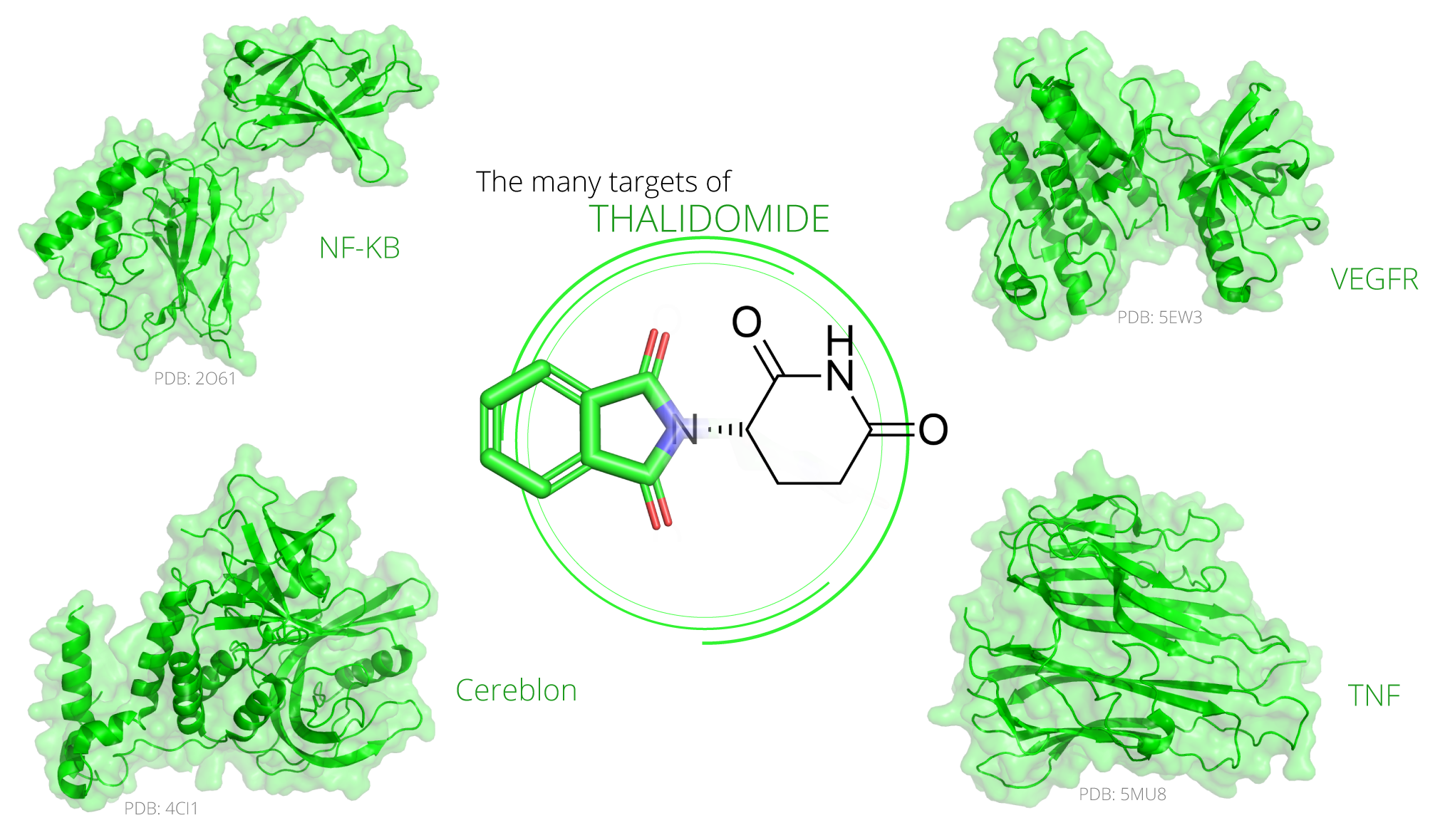 Figure 1.&nbsp;Thalidomide acts on several proteins through direct binding or on pathway. Relevant drug targets include NF-κB, Cereblon, VEGFR, and TNF-α.