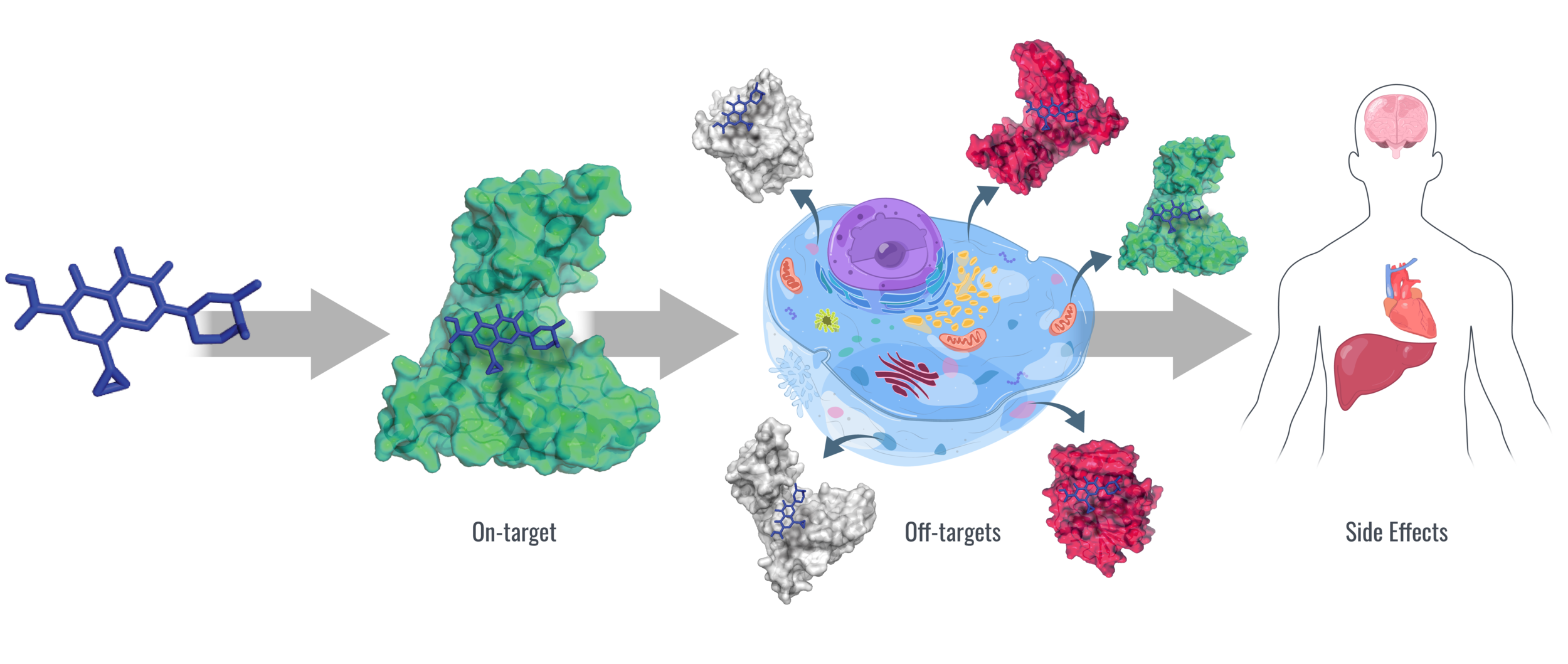 Figure 1: Drugs are designed for one target, but, once introduced into the body, often have many unanticipated interactions. This phenomenon is called polypharmacology.