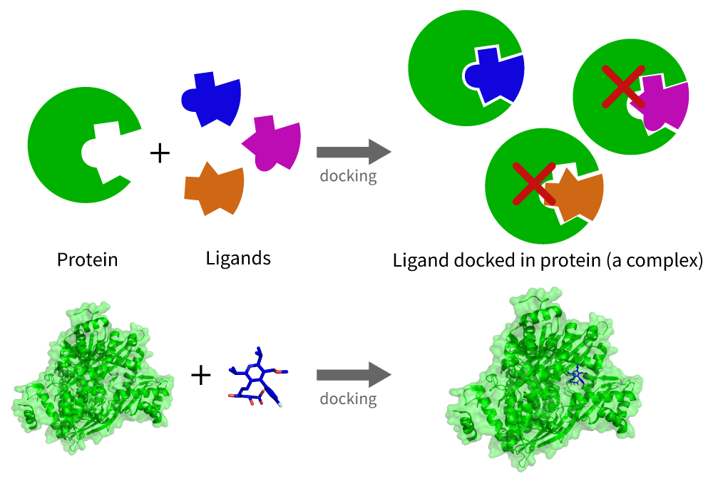 Figure 2. A schematic version of the docking procedure between a protein and potential ligand binders. Only one ligand forms a stable complex due to its physical and chemical compatibility with the protein.&nbsp;