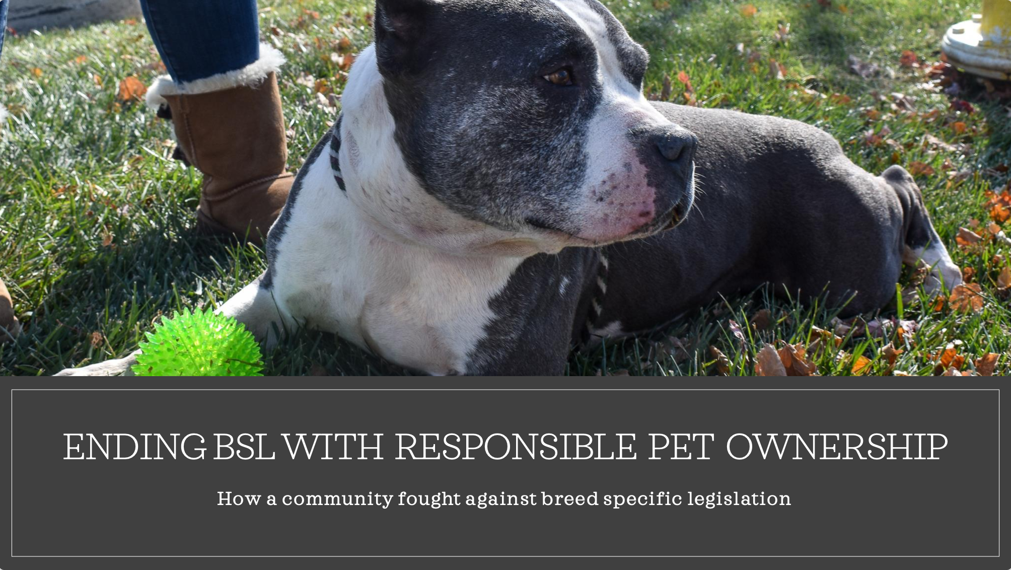 Ending Breed Specific Legislation 