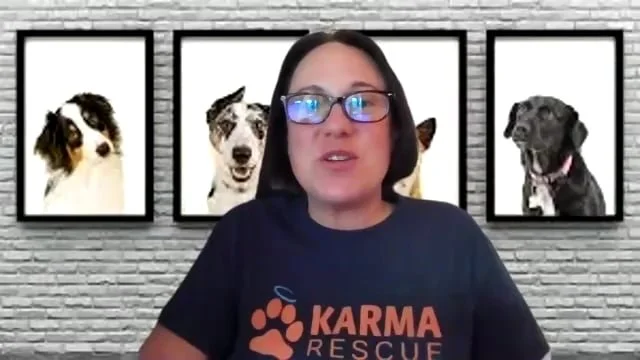 We Need Animals in the Shelter to be Rescued