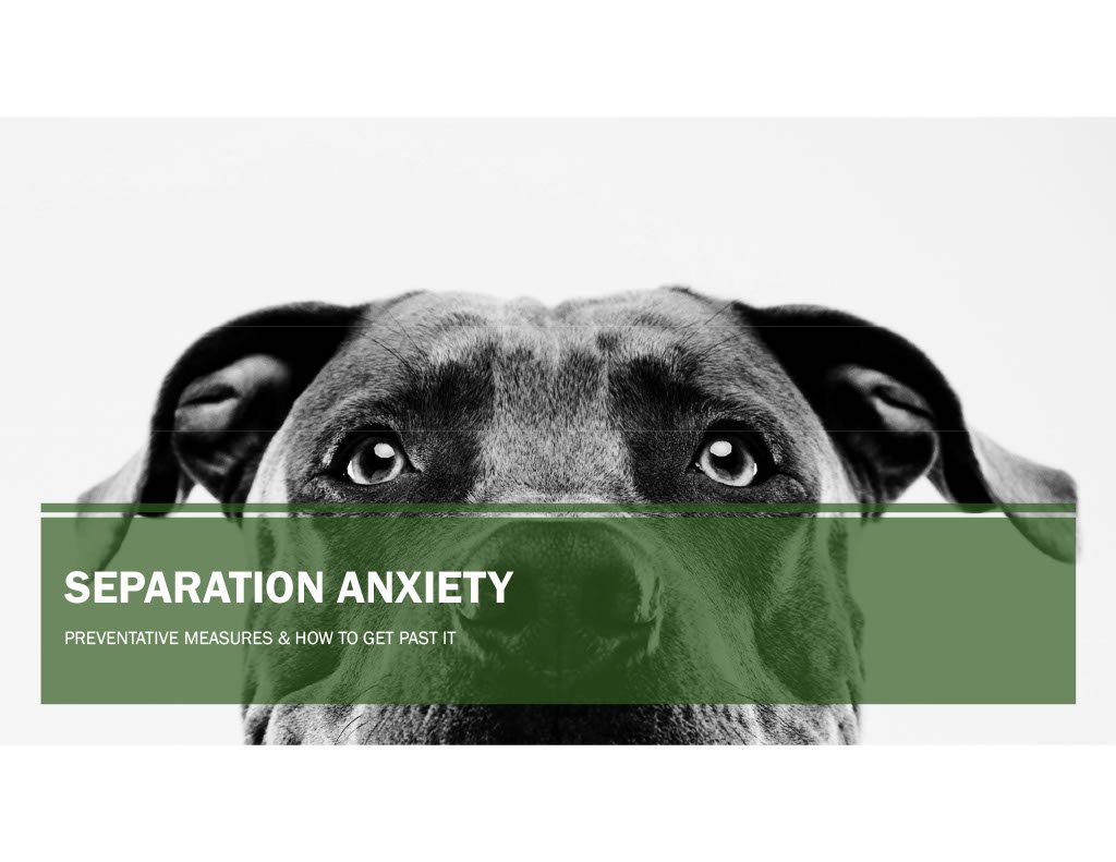 Separation+Anxiety+Presentation1024_1.jpg