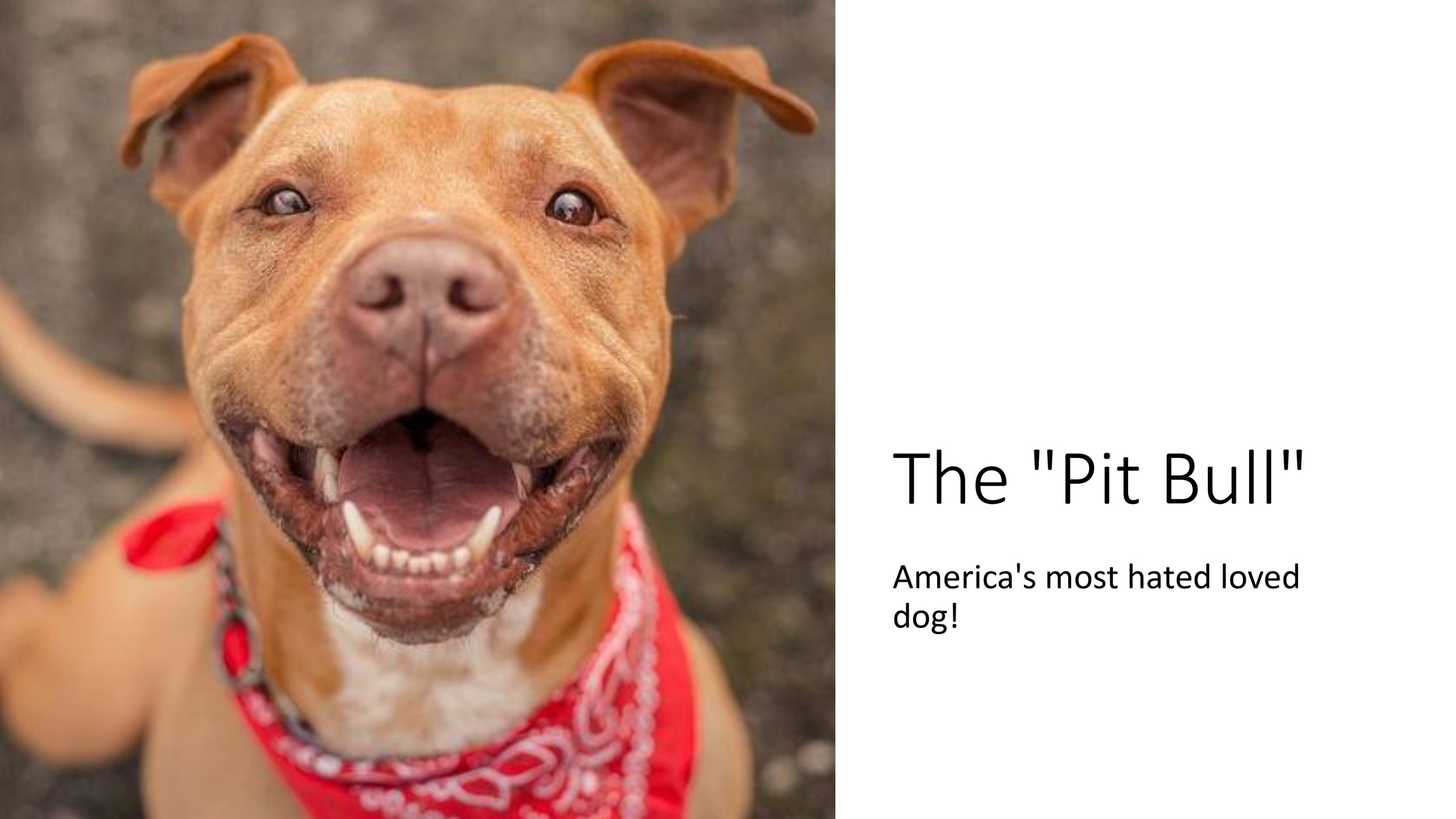 Pit+Bull+Presentation_pages-to-jpg-0001.jpg