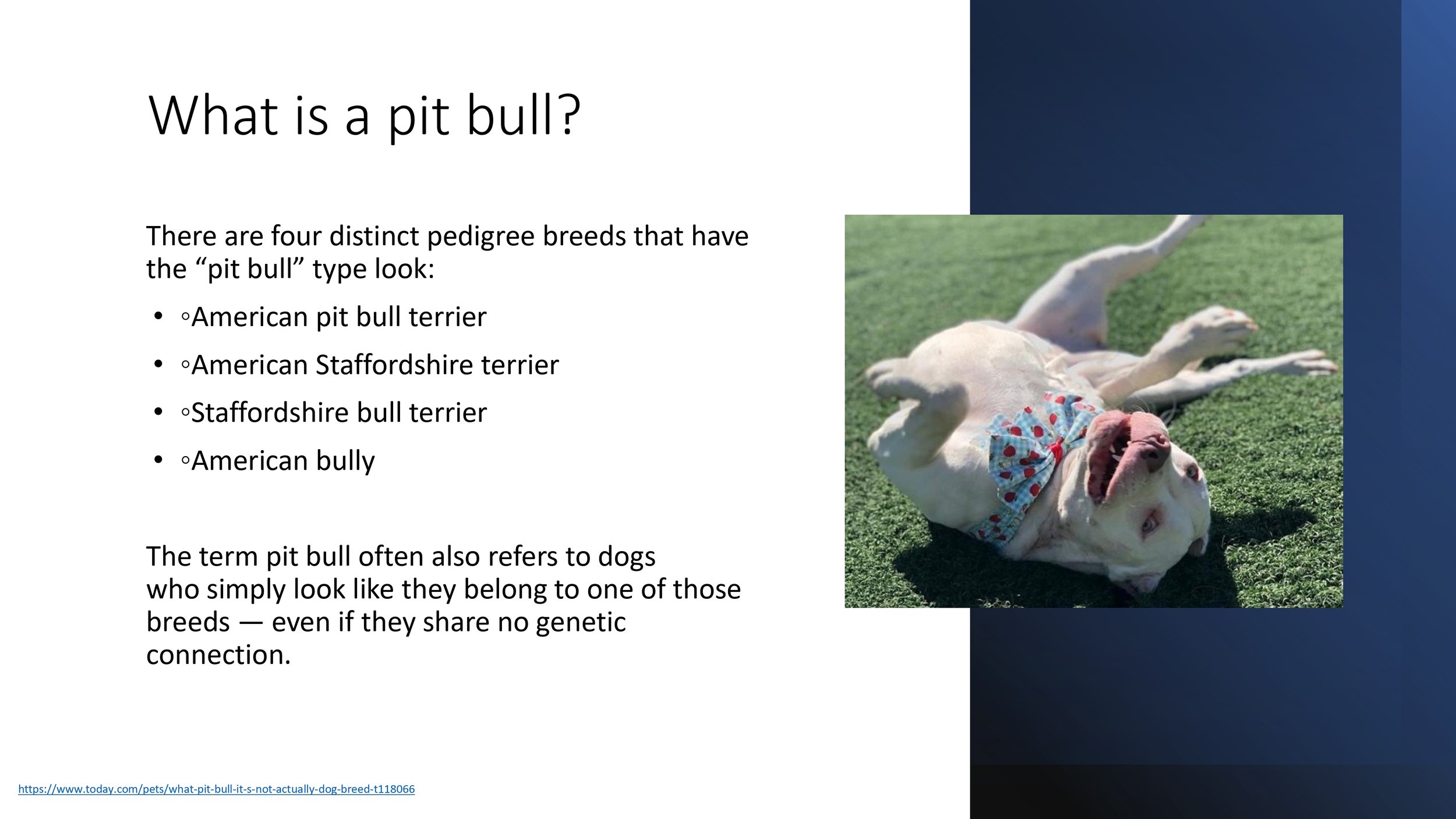 Pit+Bull+Presentation_pages-to-jpg-0016.jpg