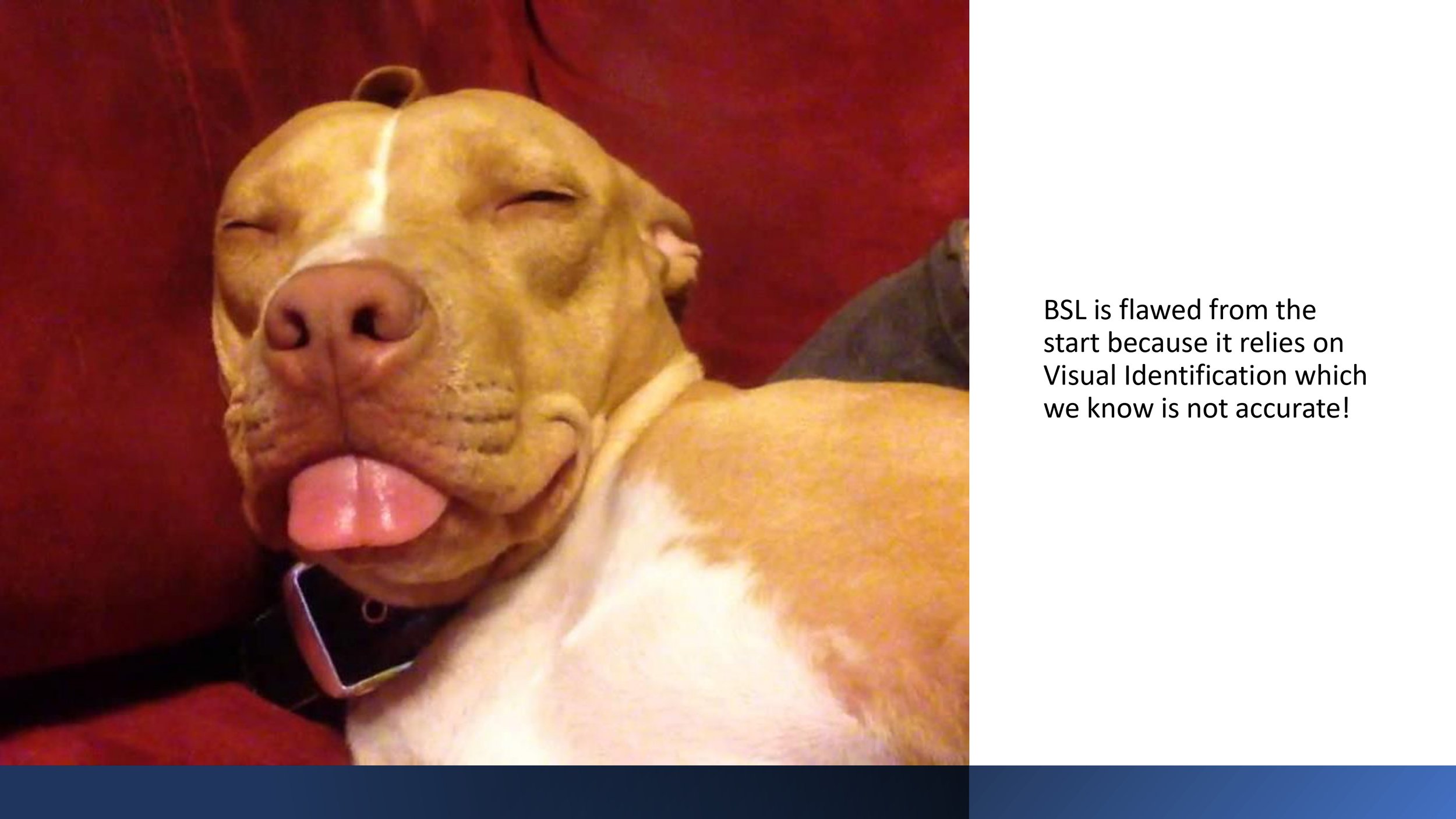 Pit+Bull+Presentation_pages-to-jpg-0017.jpg