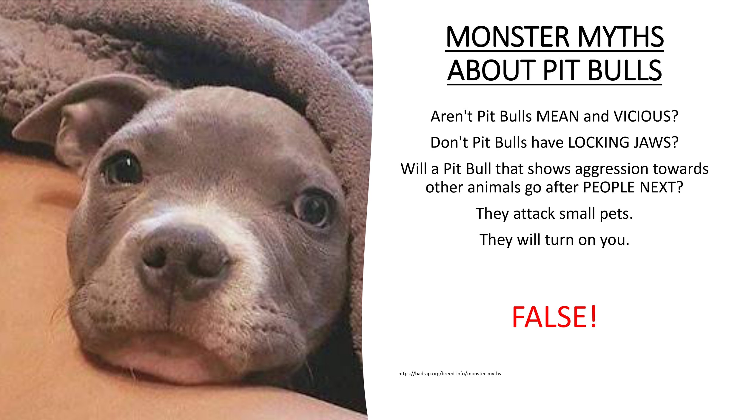 Pit+Bull+Presentation_pages-to-jpg-0027.jpg