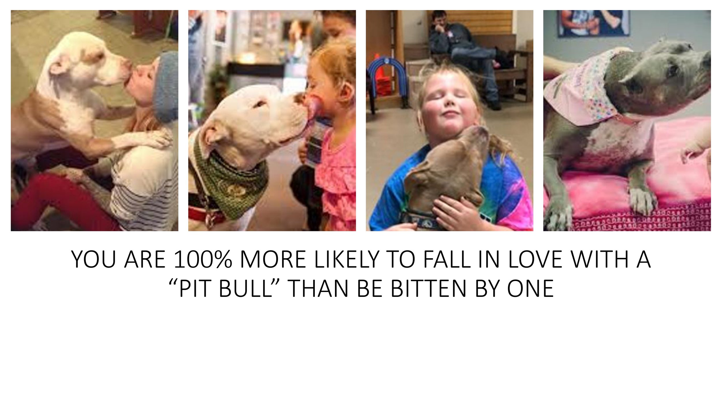 Pit+Bull+Presentation_pages-to-jpg-0030.jpg