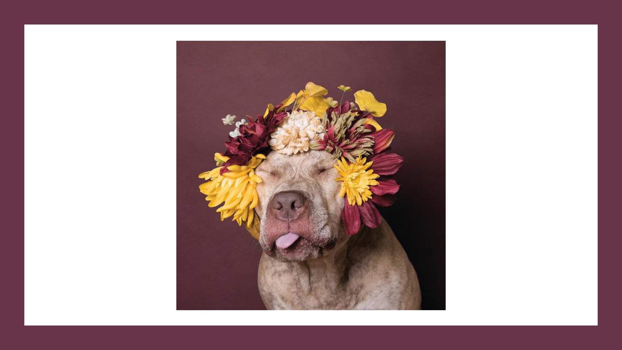 Pit+Bull+Artists_page-0004.jpg
