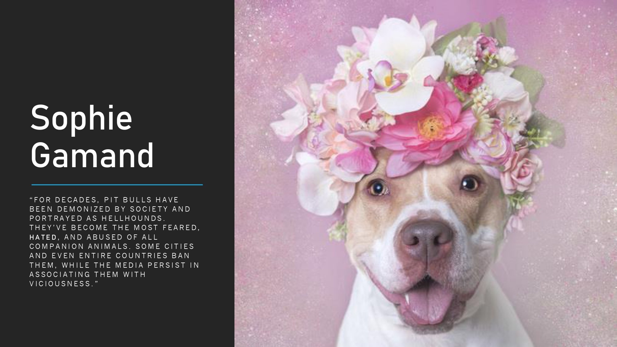 Pit+Bull+Artists_page-0003.jpg