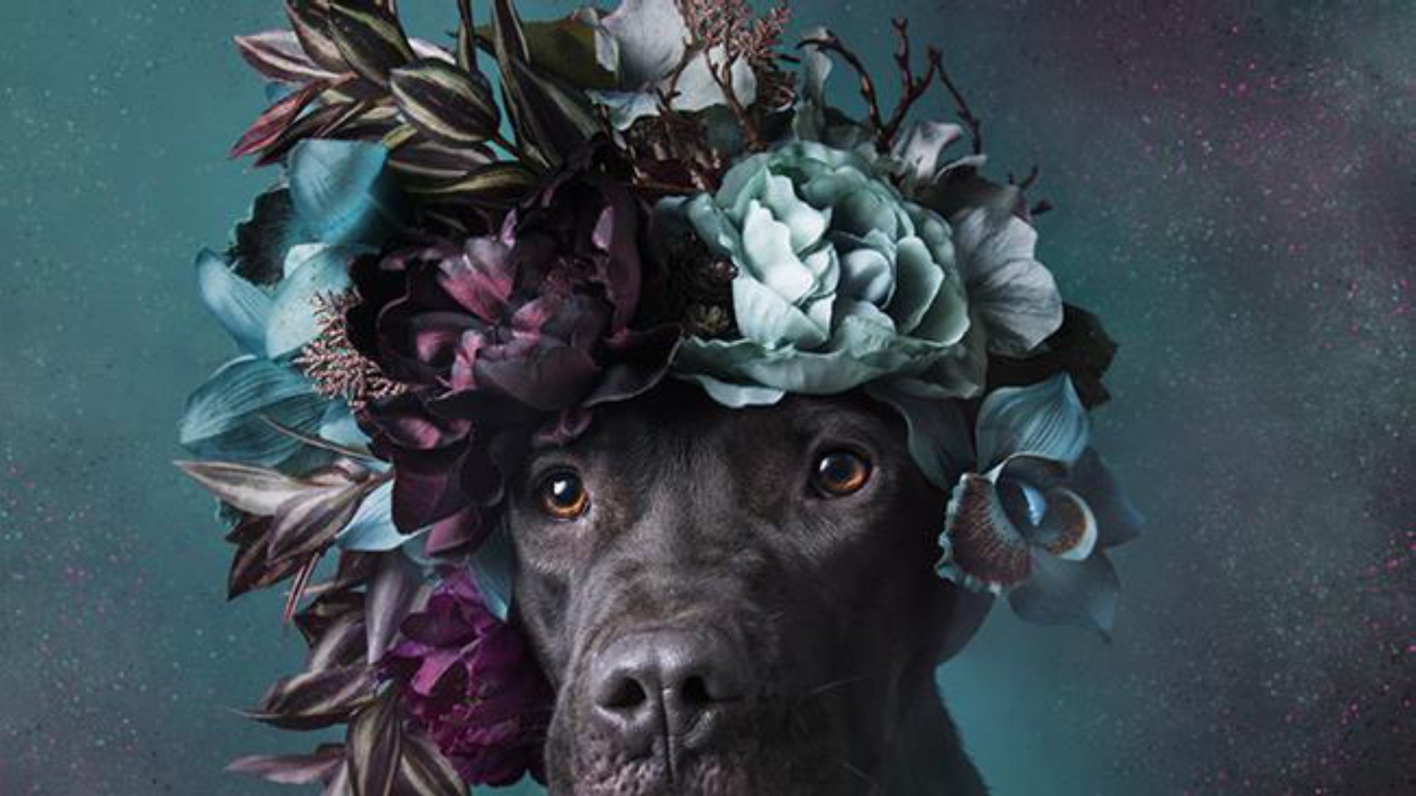 Pit+Bull+Artists_page-0005.jpg