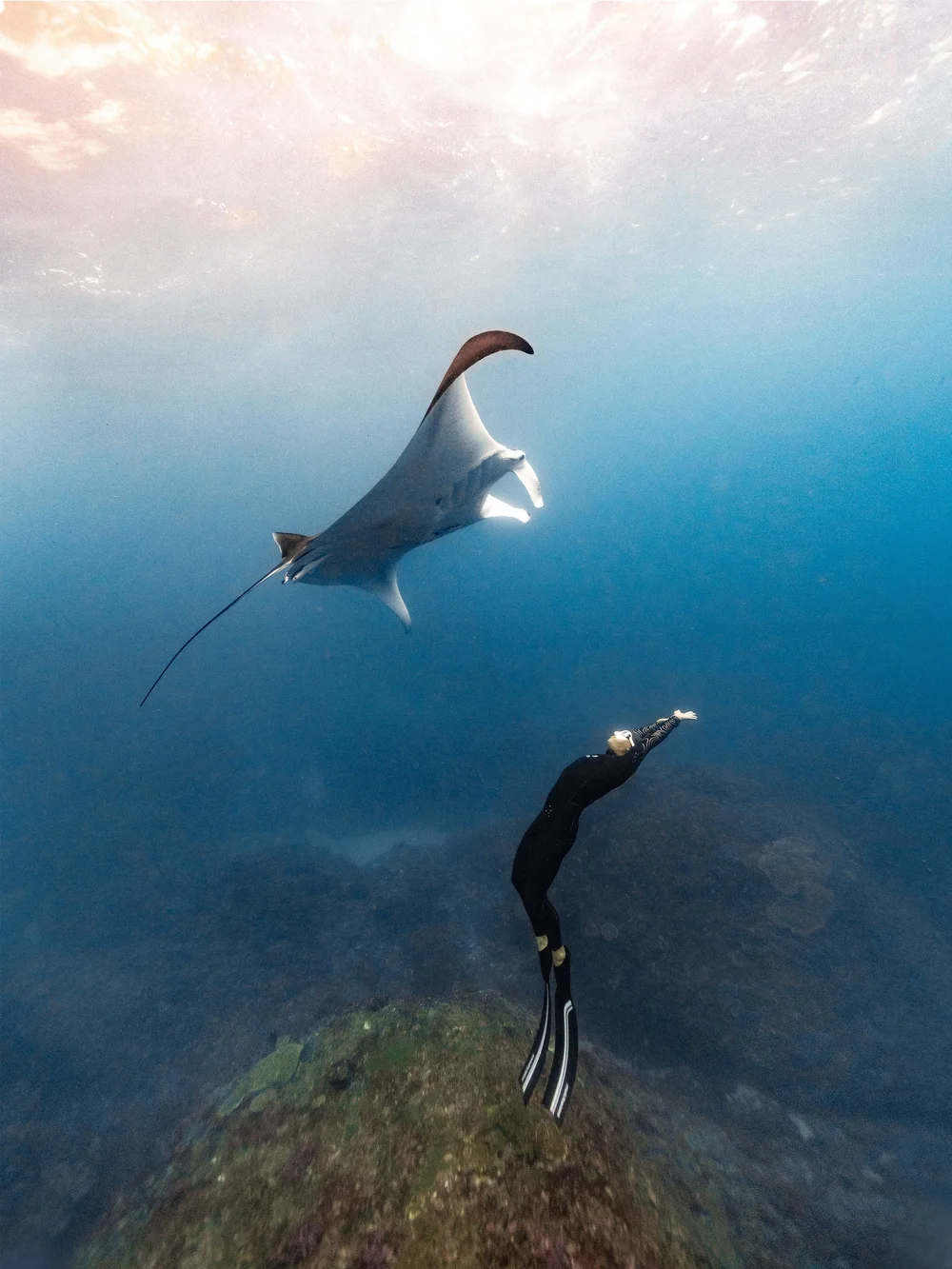 APNEA HK FREEDIVING 香港屏息自由潛水