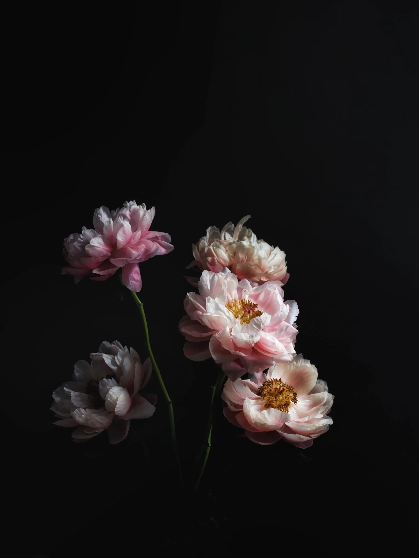 Beautiful simplicity ✨