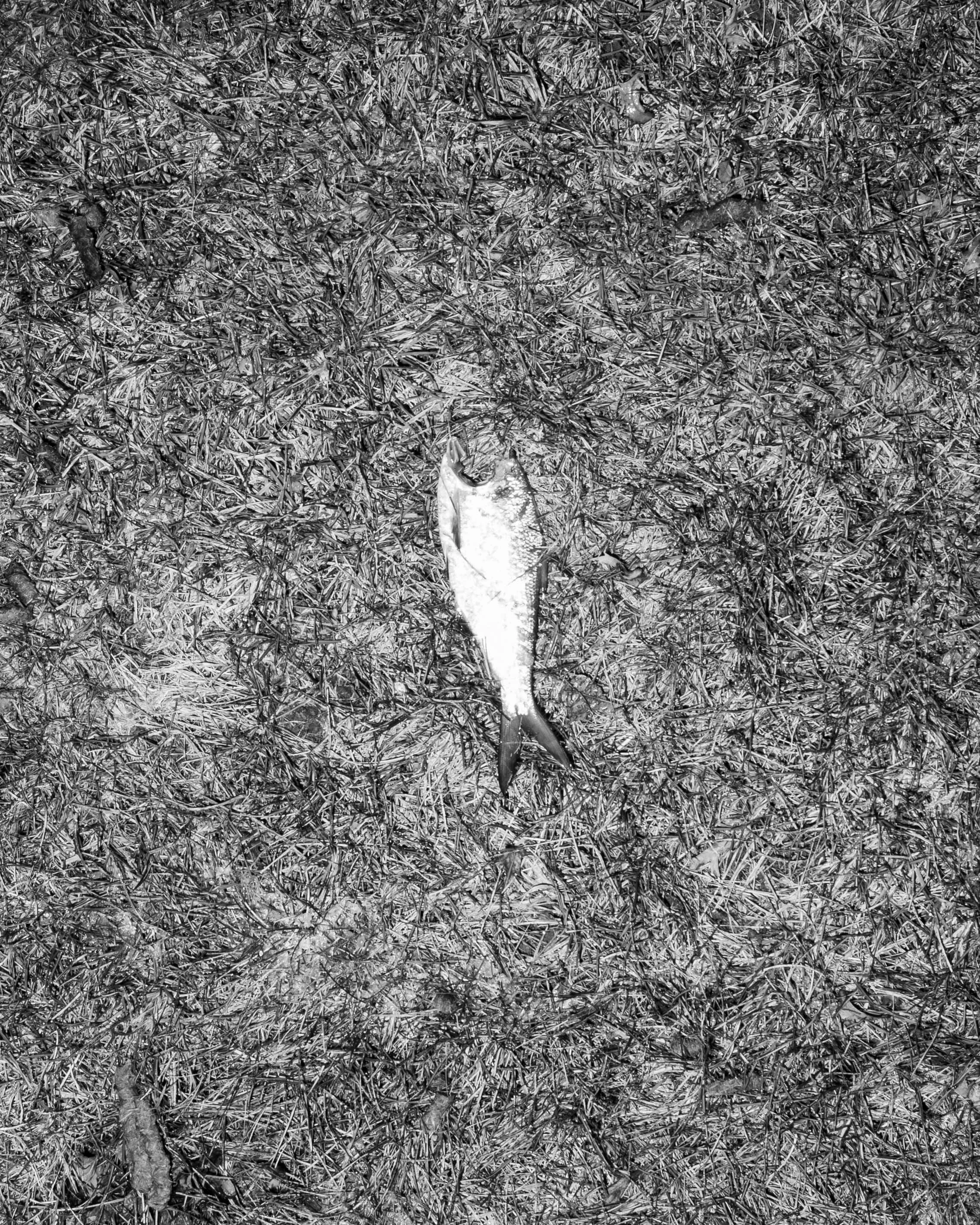 BARNELL_ABSTRACT_.jpg