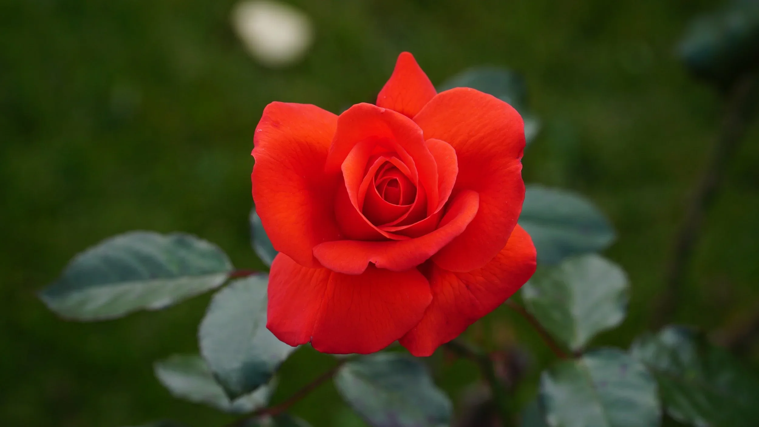 Valentine’s Day 2026!