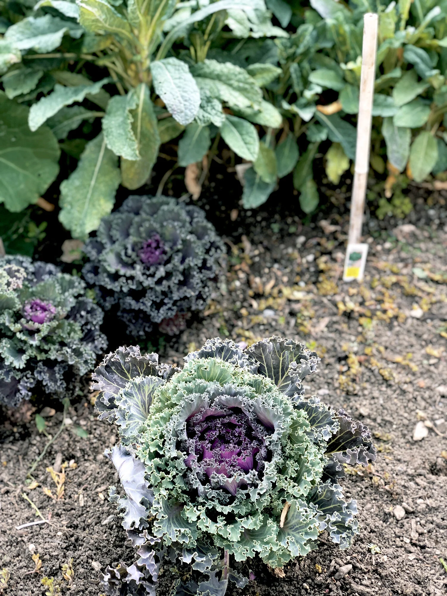 GP-Garden-Table-02-cabbage-FW.jpg