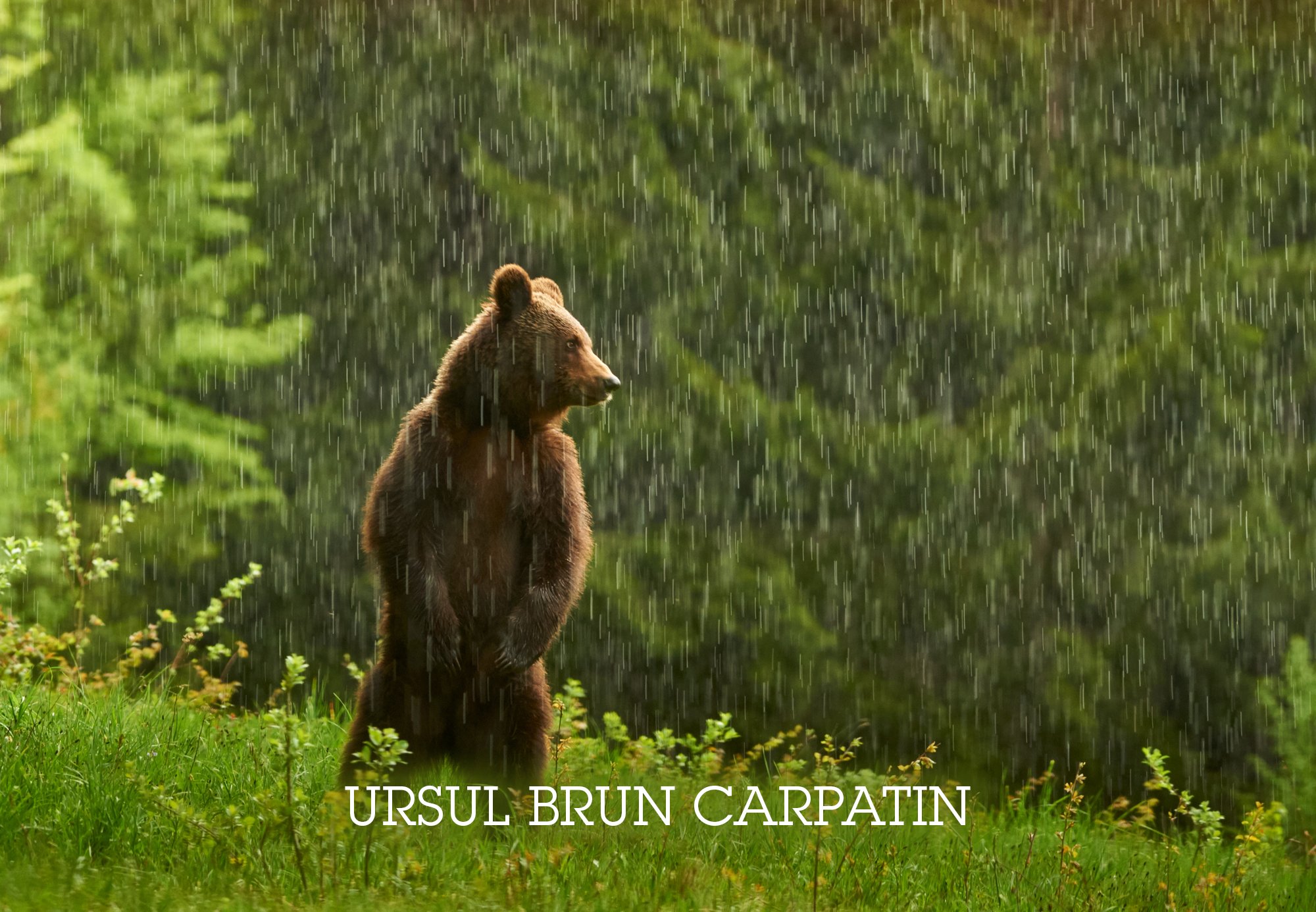 Ursul brun incoming 2026.jpg