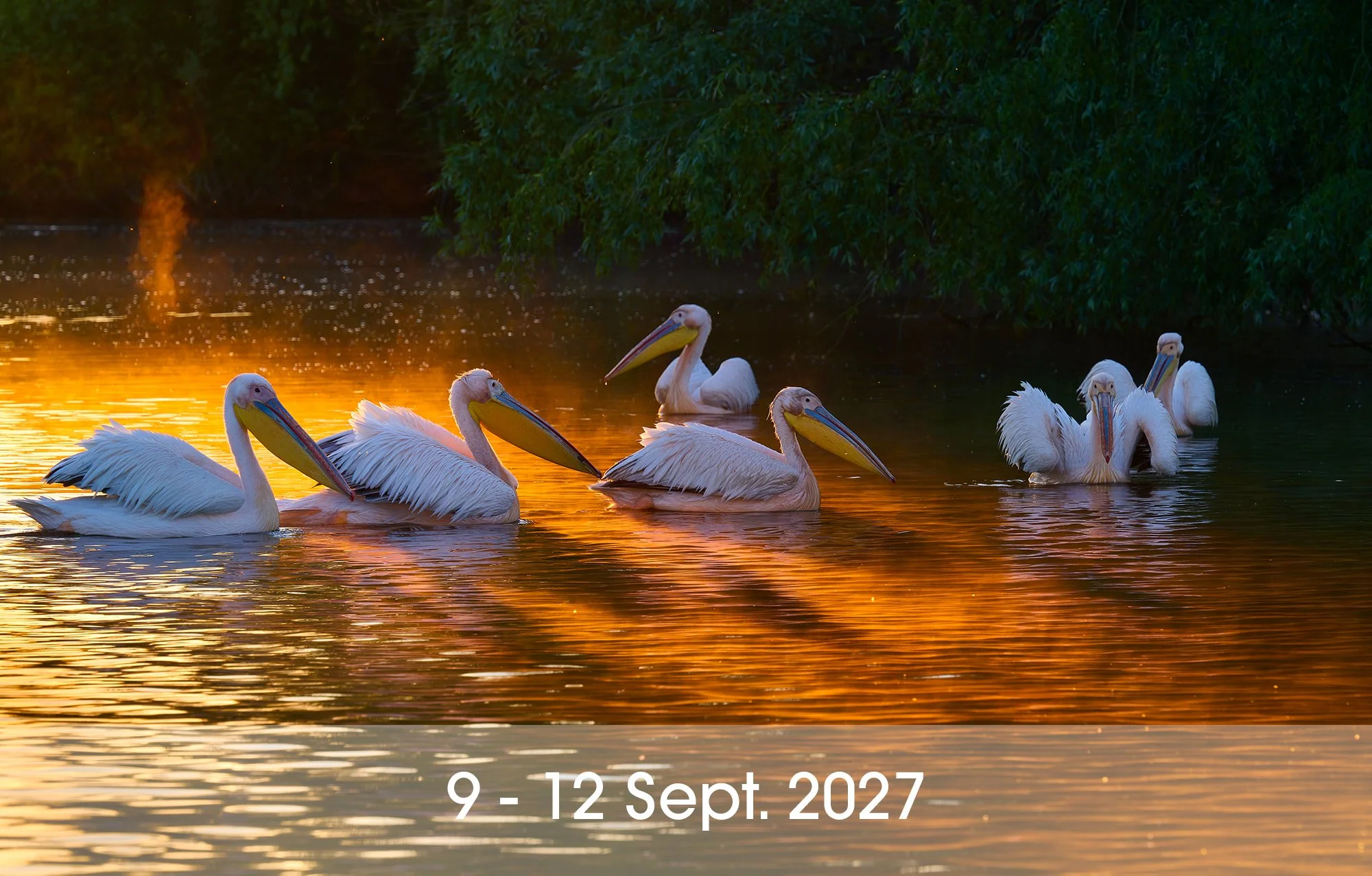 Danube Delta - Bird,  wildlife and waterscape
