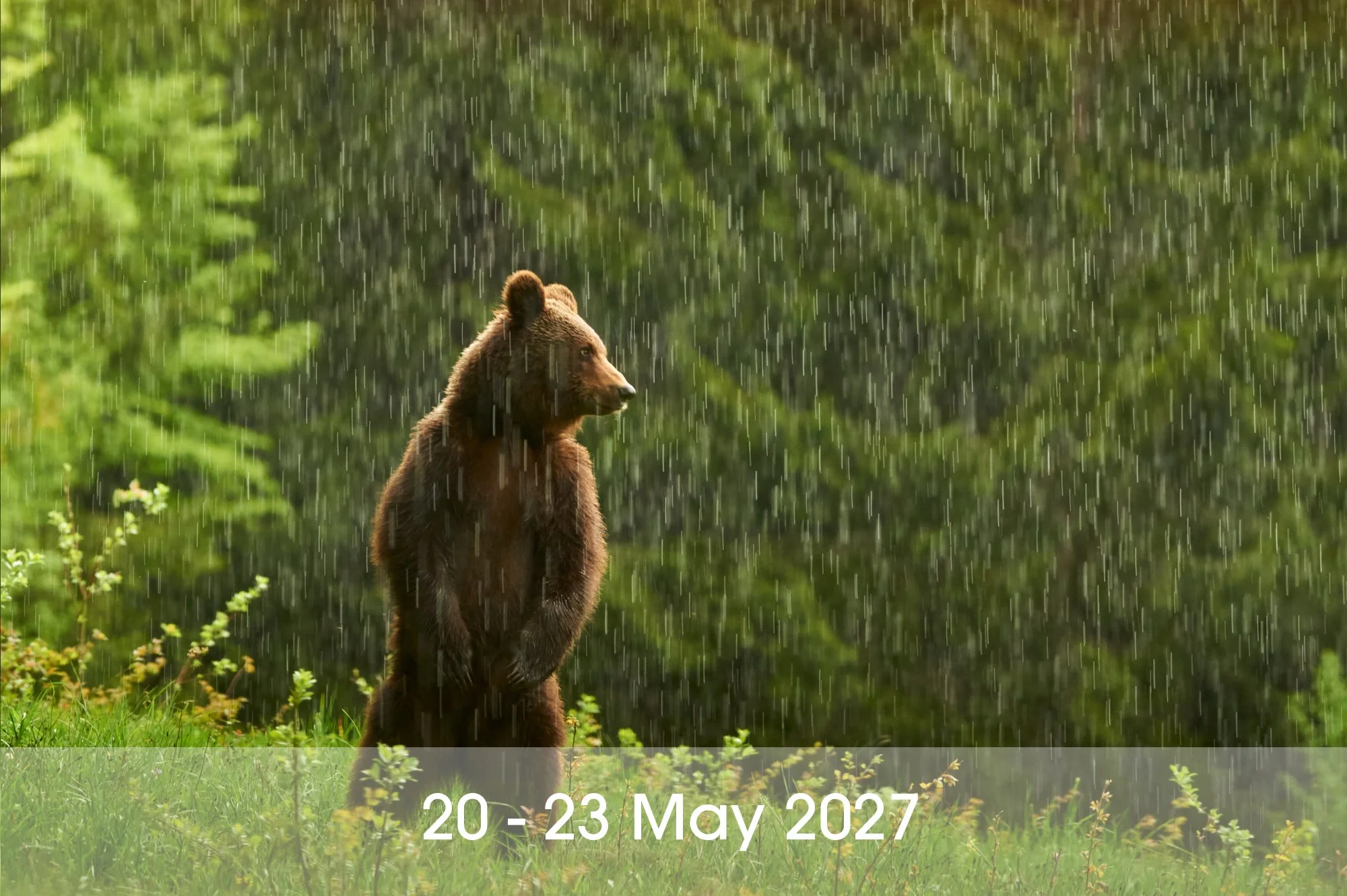 Carpathian Brown Bear