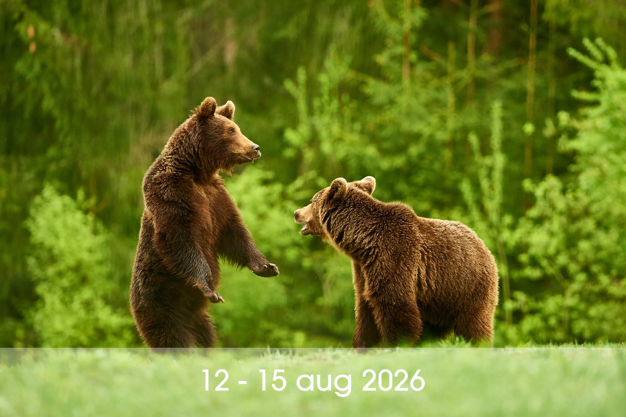 Carpathian Brown Bear
