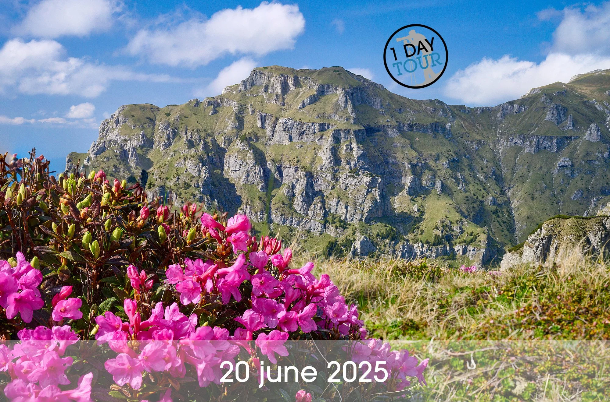 The Rhododendrons of Bucegi in Bloom