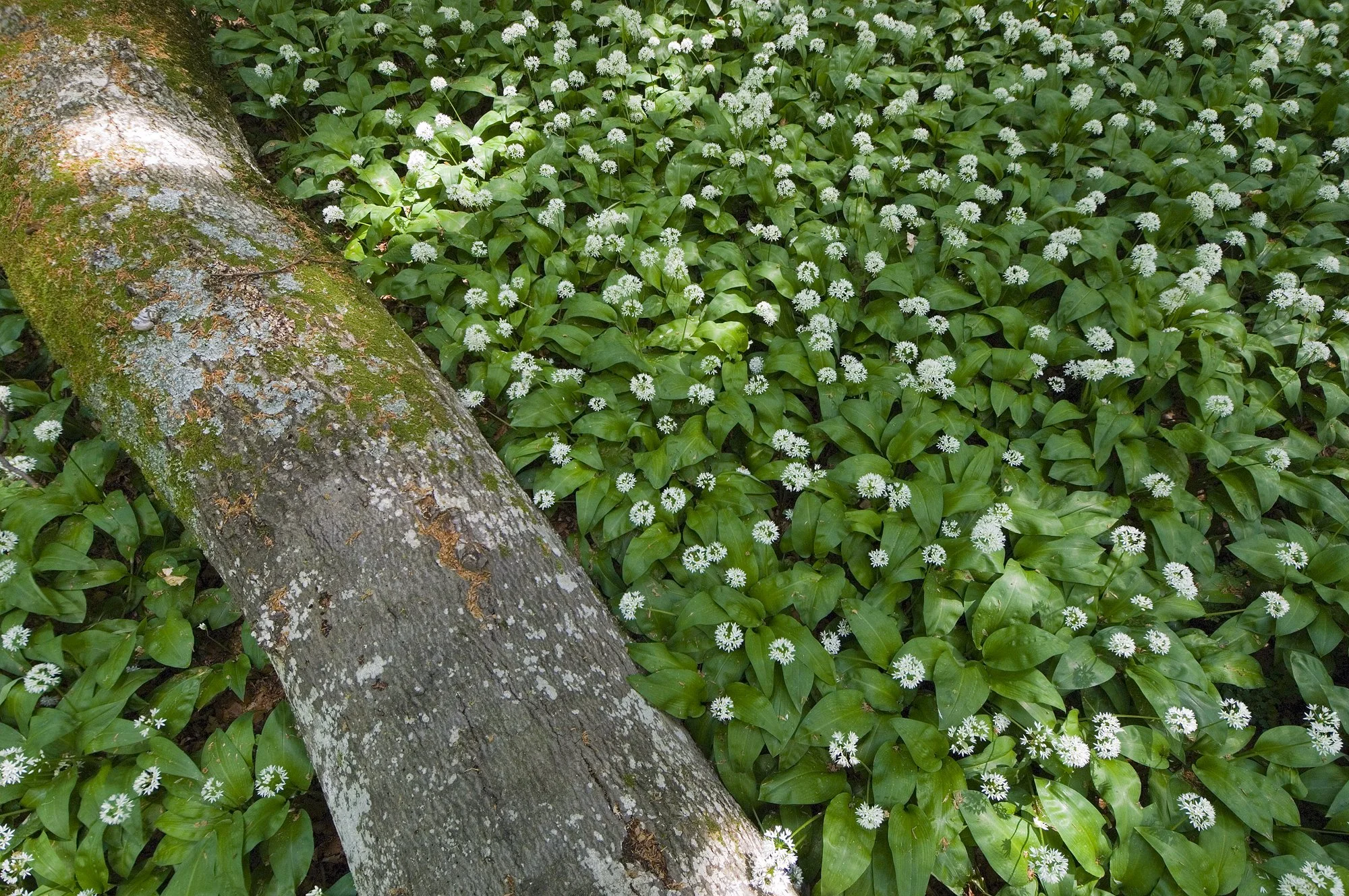 MNX 2007-05-27 0050.jpg