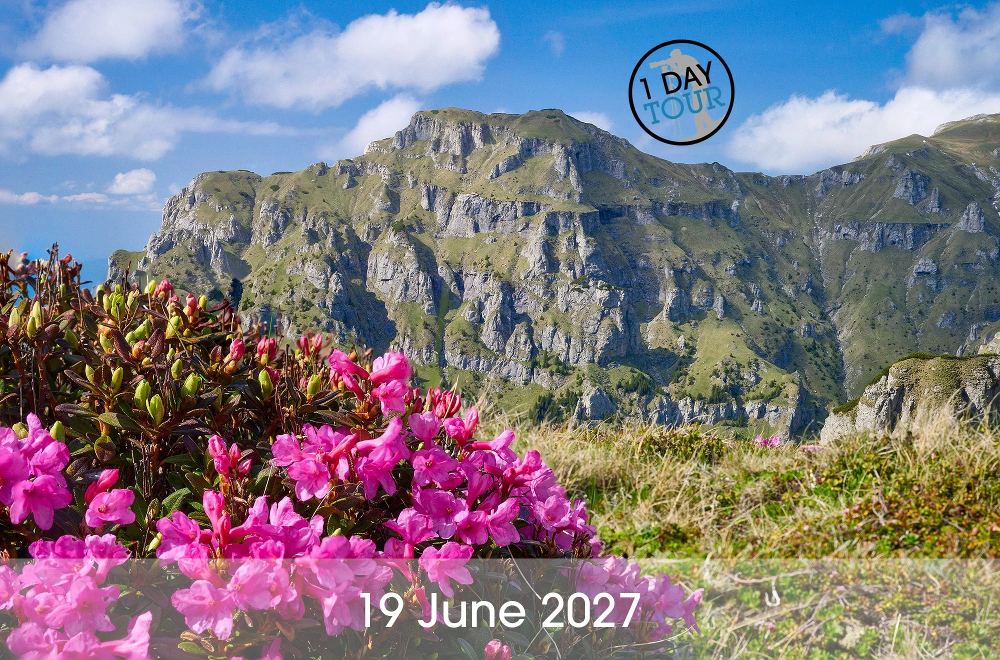 The Rhododendrons of Bucegi in Bloom