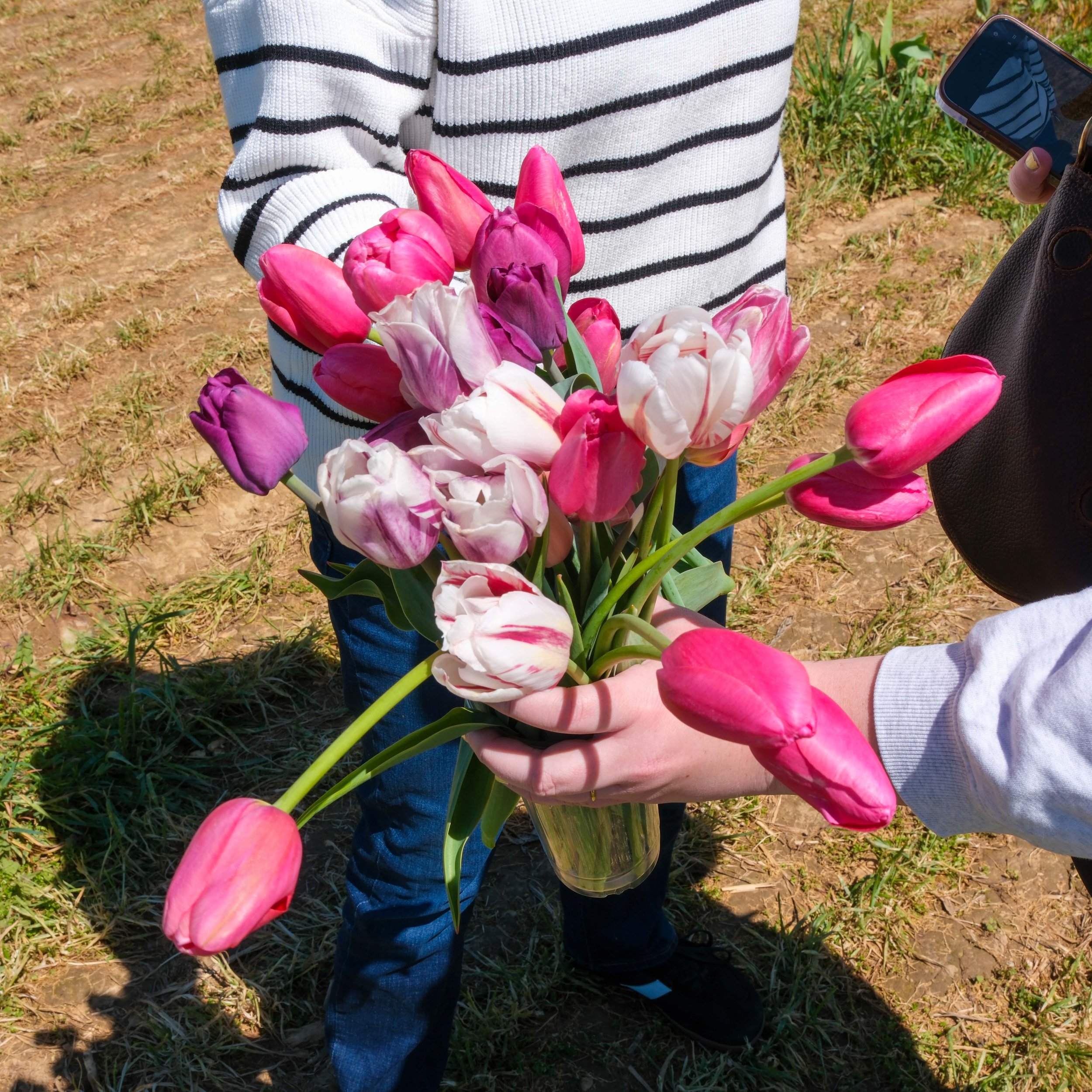 Tulips-11.jpg