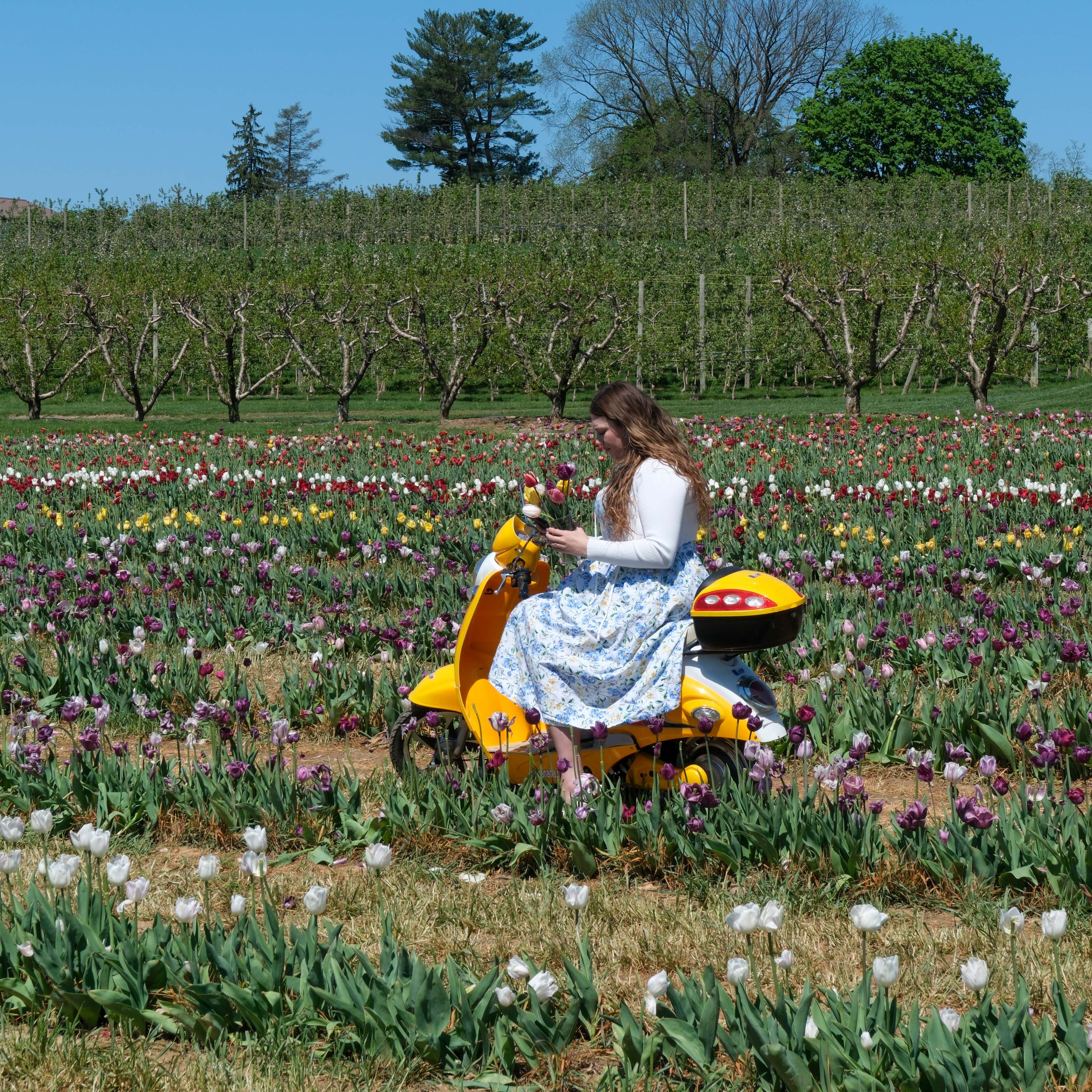 Tulips-9.jpg