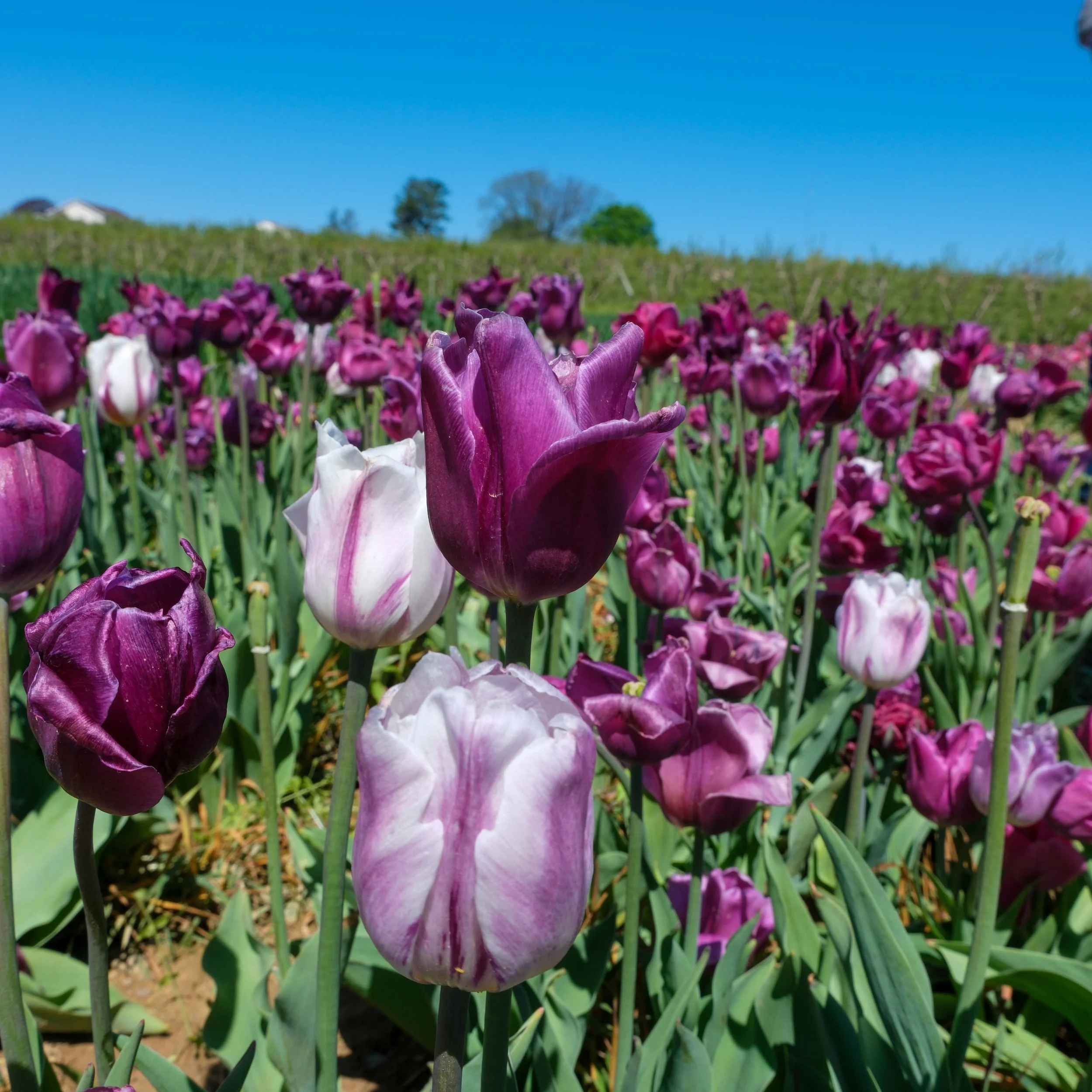 Tulips-6.jpg