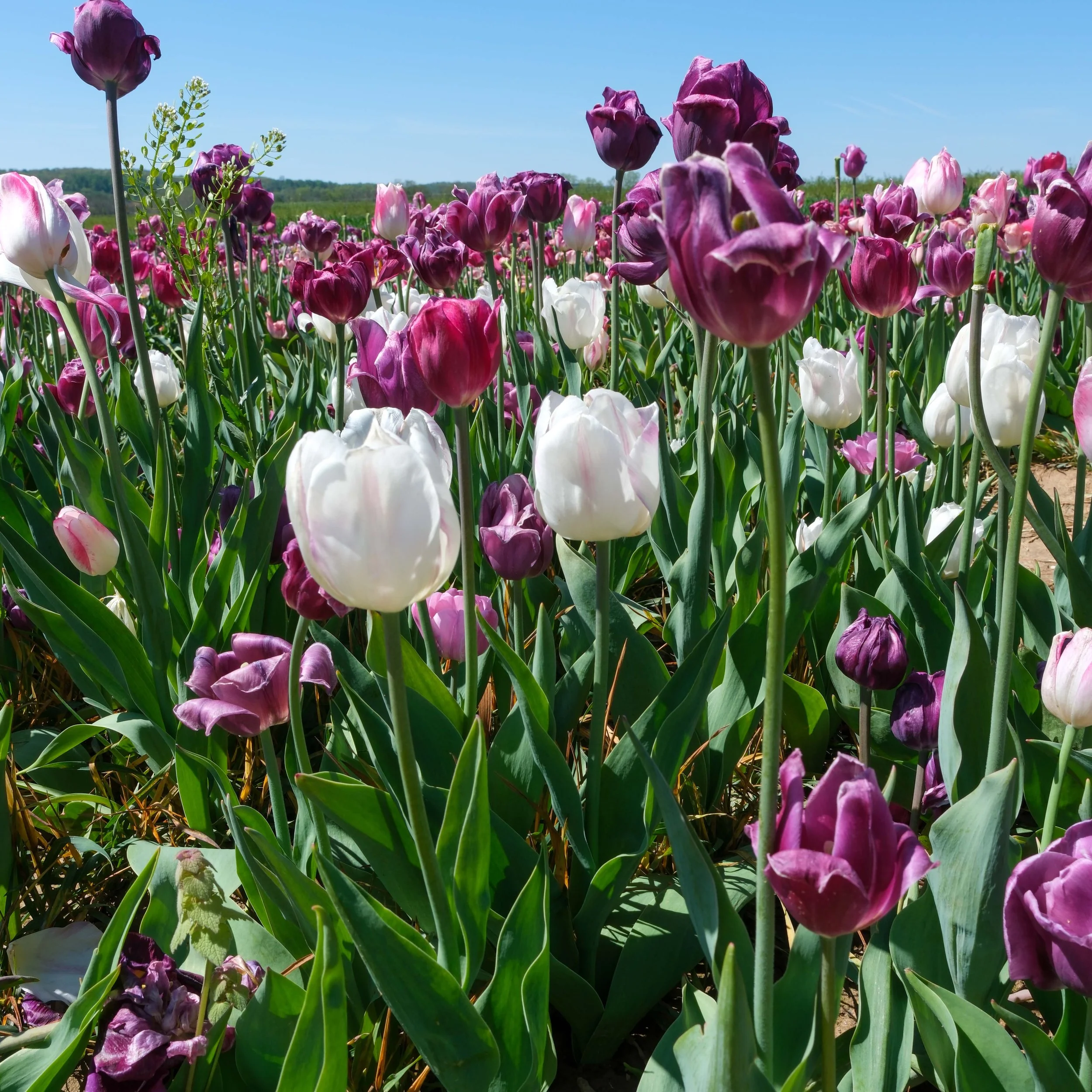 Tulips-4.jpg