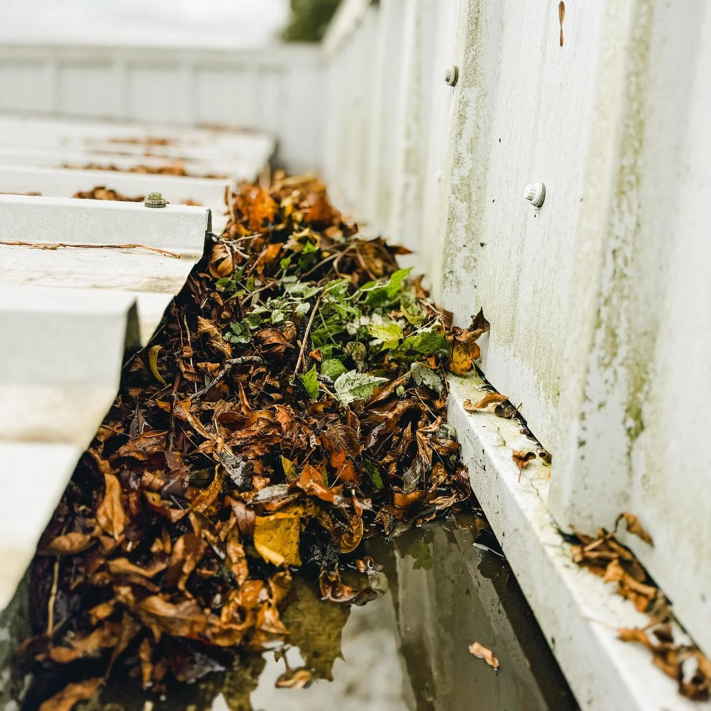 Busy day in the office for the WCS team🍂

What&rsquo;s lurking in your gutters?

📞07547511594 
📧info@whitwhamcleaningservices.co.uk 
💻www.whitwhamcleaningservices.co.uk/contact 
WCS(MK)LTD
