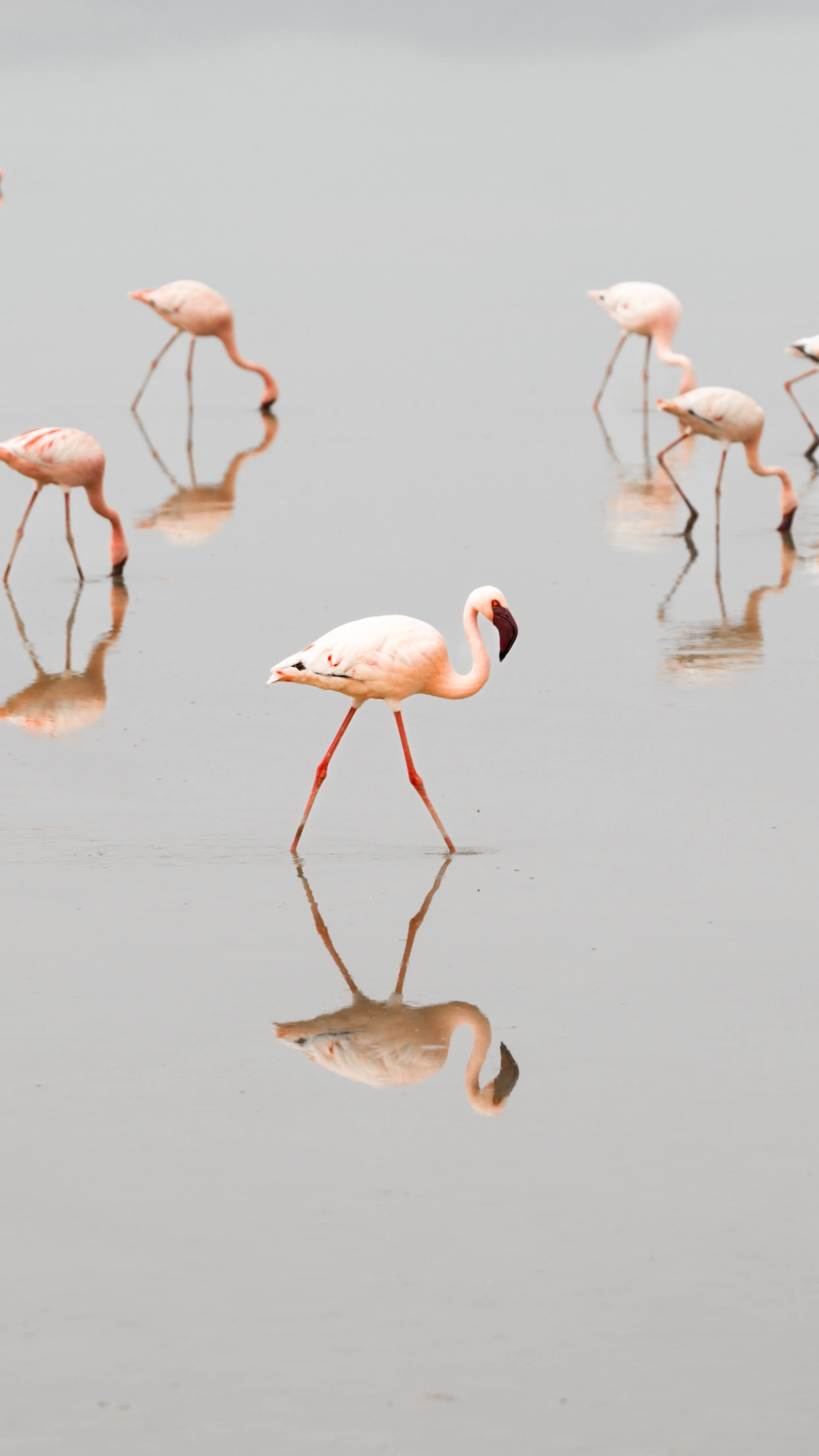 Amboseli