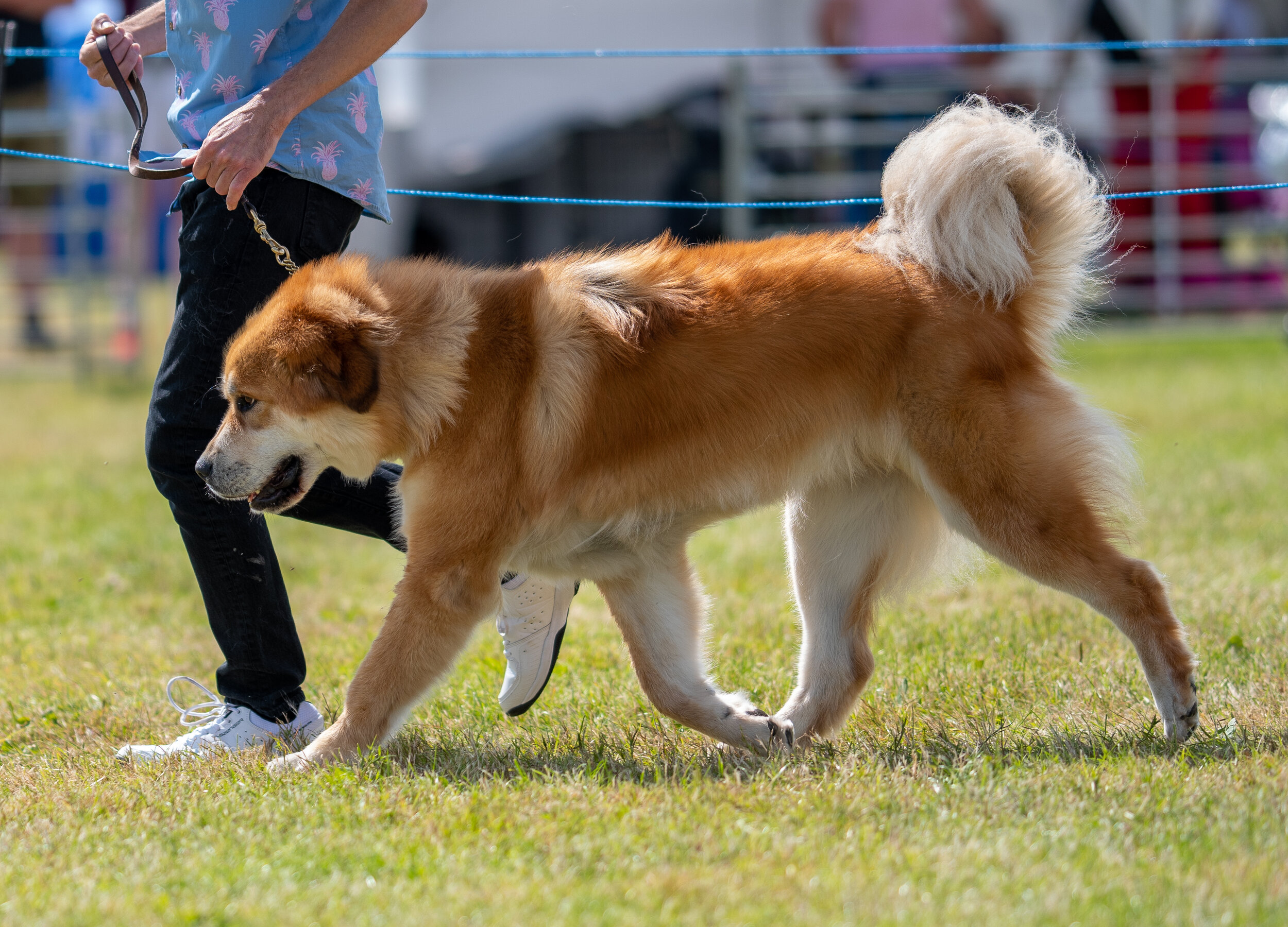 DSC_8532.jpg