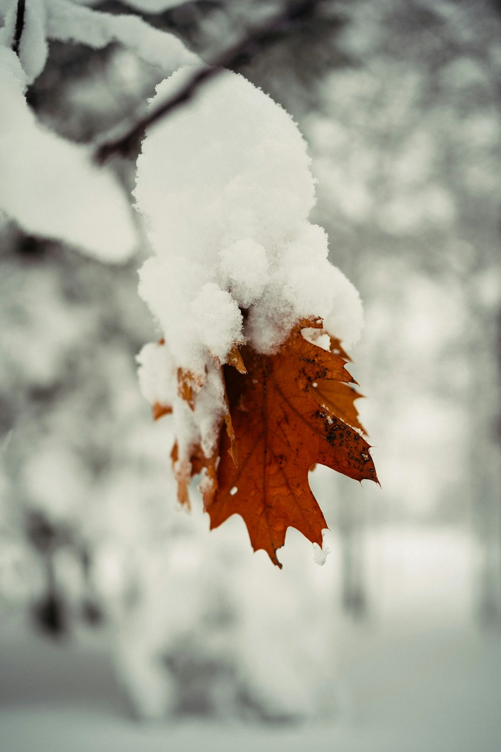 Tax season doesn’t have to be like Canadian winters