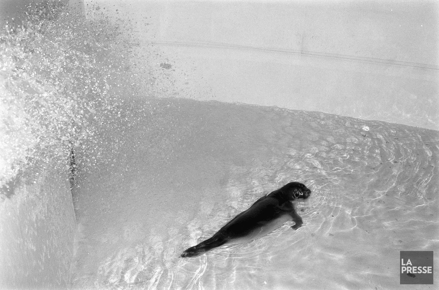 La Presse, 31 août 1983. Archives nationales à Montréal, fonds La Presse (P833, S5, D1983-0296). Photo : Michel Gravel.