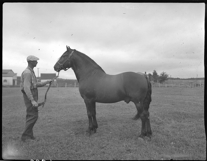 Étalon noir expédié dans l’Ouest par Deschambault, 1942. Archives nationales à Québec, fonds Ministère de la Culture et des Communications, série Office du film du Québec (E6, S7, SS1, D2, P6892). Photo : Paul Carpentier.