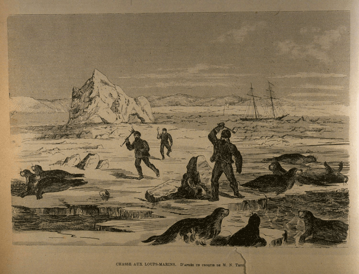 Têtu, Pierre-Narcisse, « Chasse aux loups-marins », L’Opinion publique, vol. 2, no 7 (16 février 1871), p. 80. Bibliothèque nationale (site Rosemont).