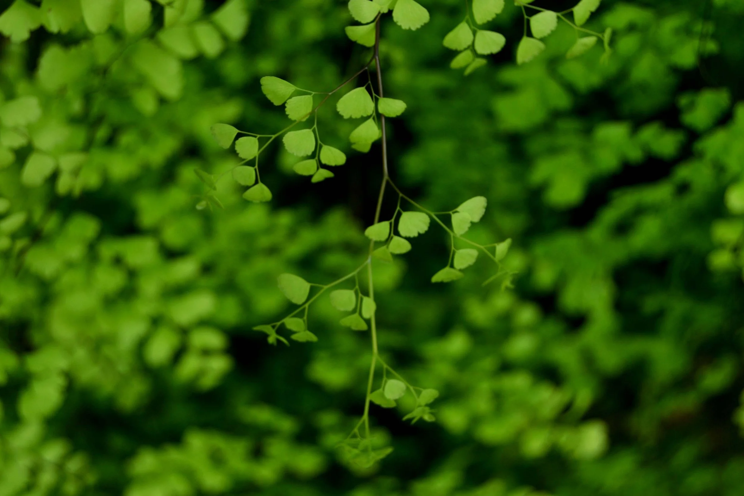 Dainty-leaves.jpg