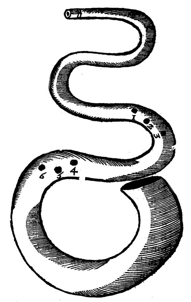 Figure 1: Serpent. Mersenne, 1637, p. 279.