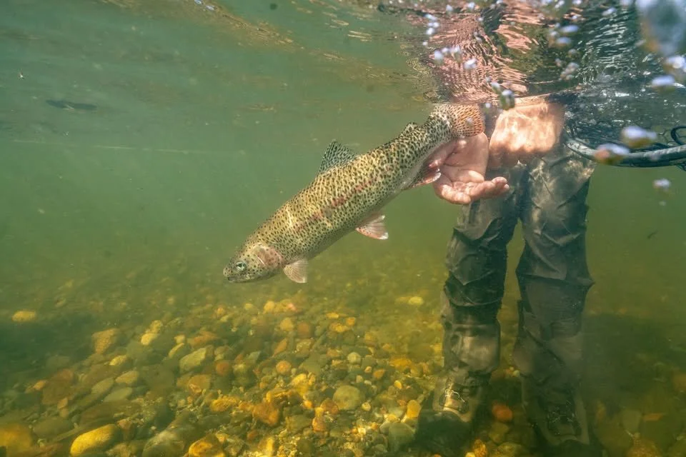 Anchorage Speaker Series: Susitna River Rainbow Trout 