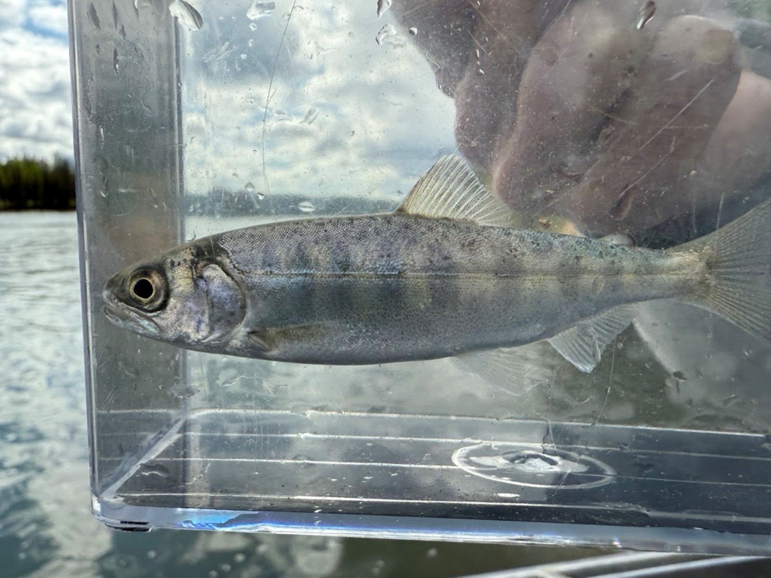 Anchorage Speaker Series: New Methods for Tracking Juvenile Kenai River Chinook Salmon