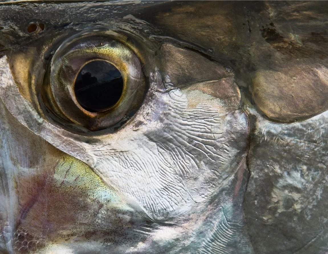 photo provided by yellow dog fly fishing